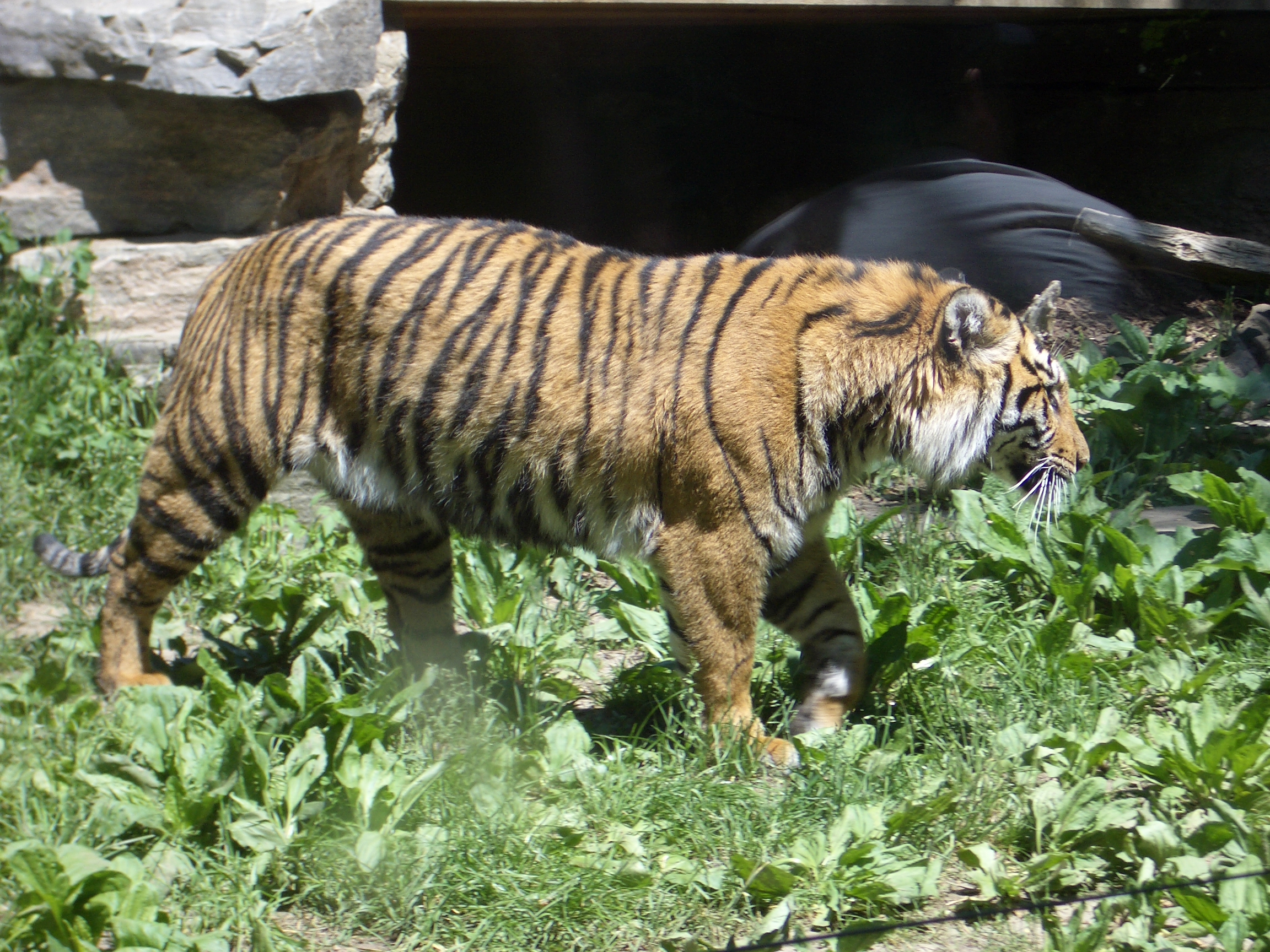 mattphilip tiger big cat stripes fur carnivore striped predator