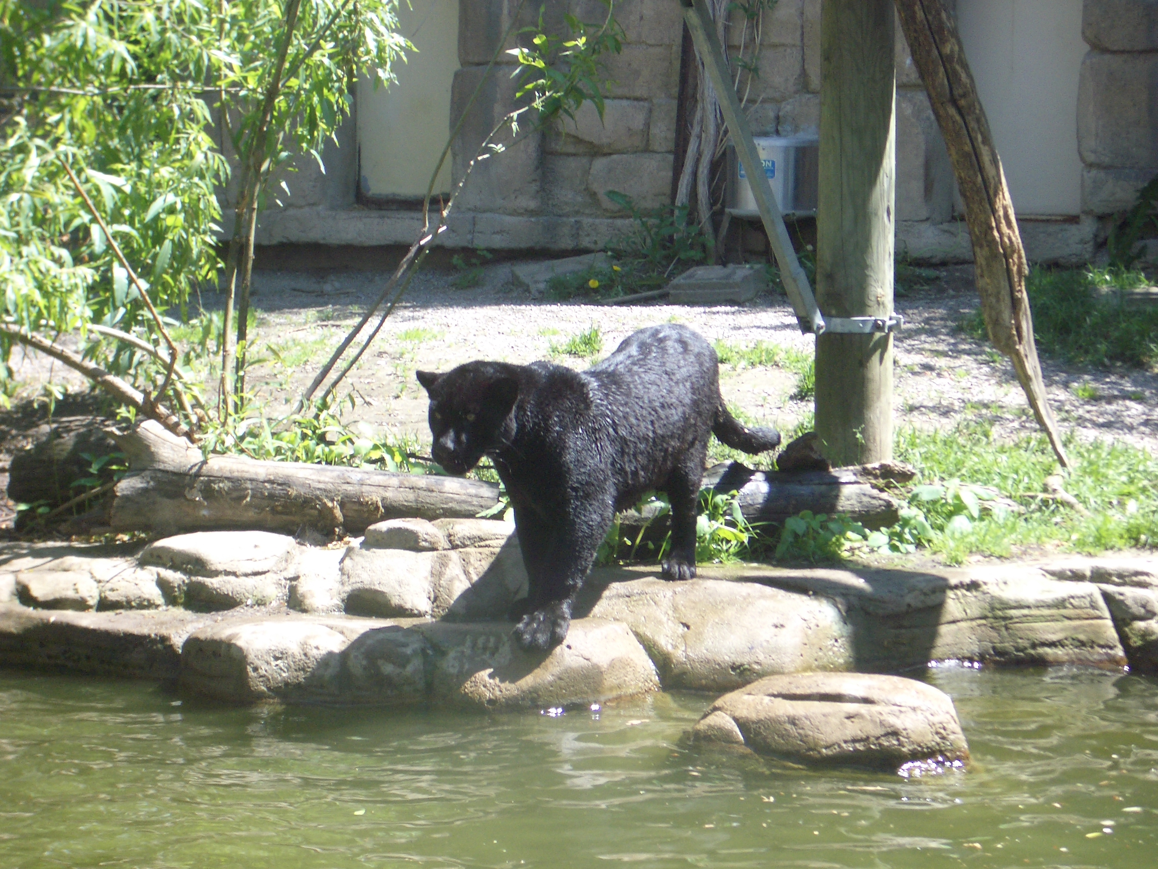 mattphilip black panther cat wet zoo waters edge predator