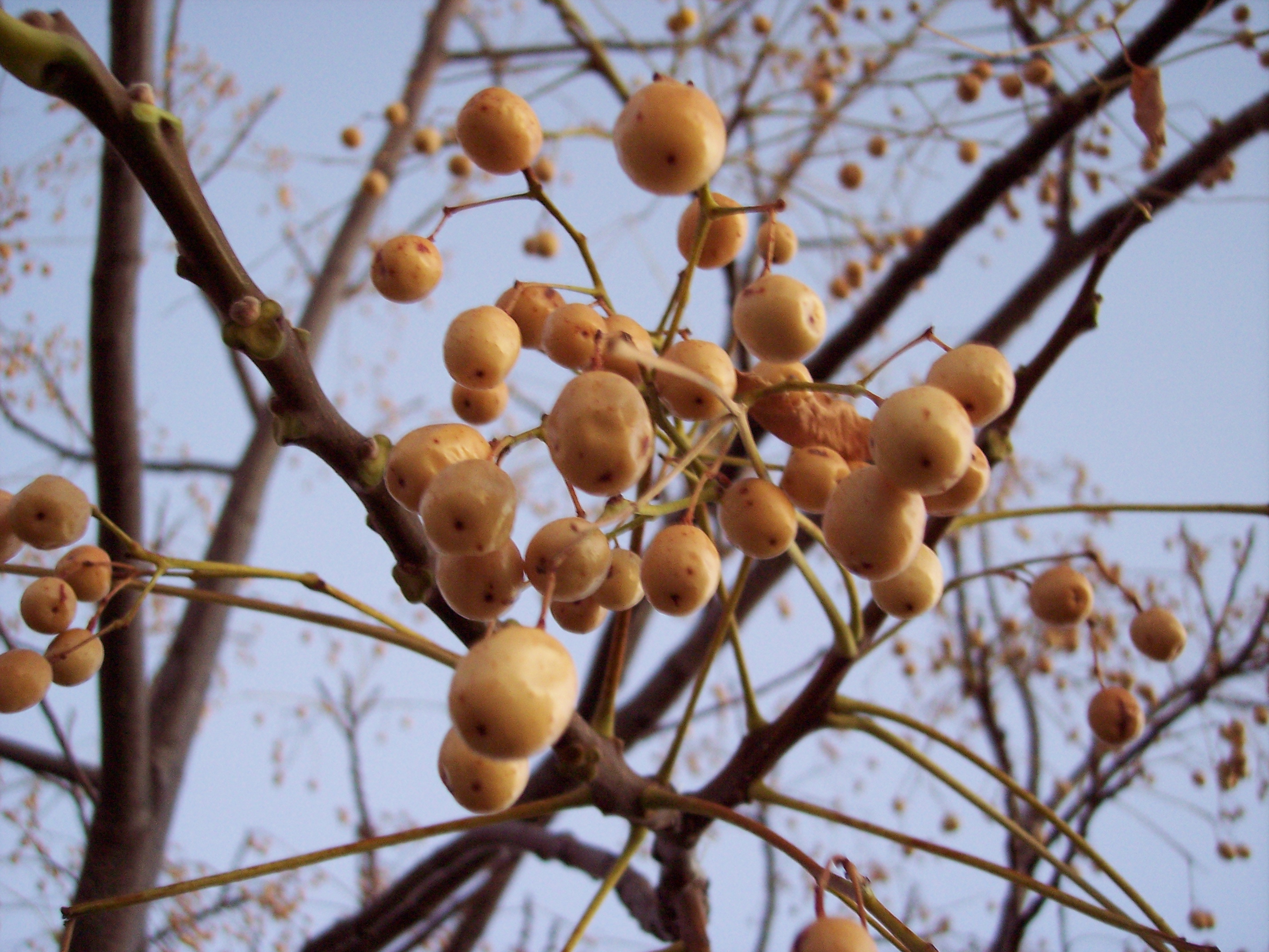 nauke tree branch berries autumn yellow