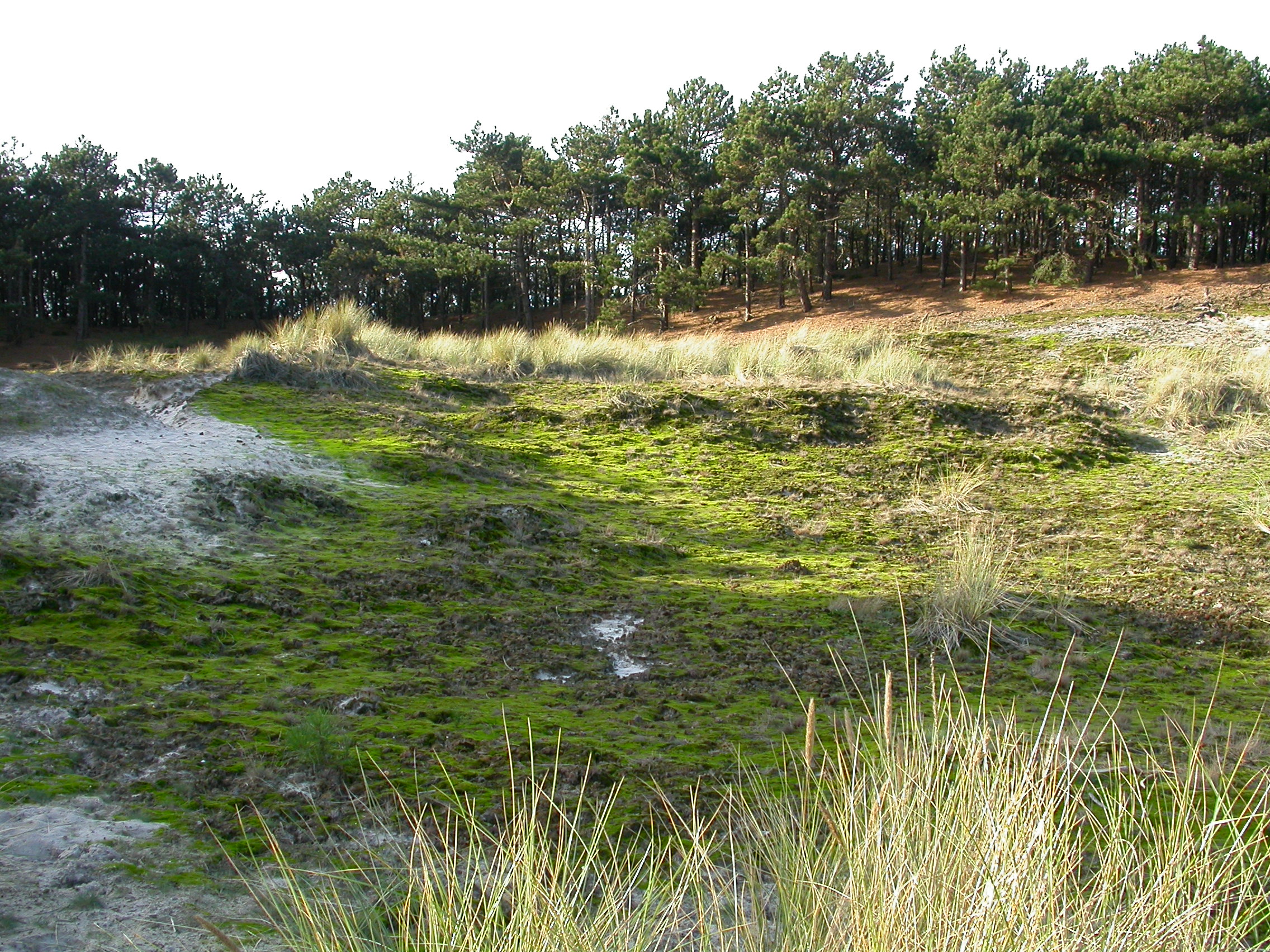 paul forest dunes Schoorl the Netherlands