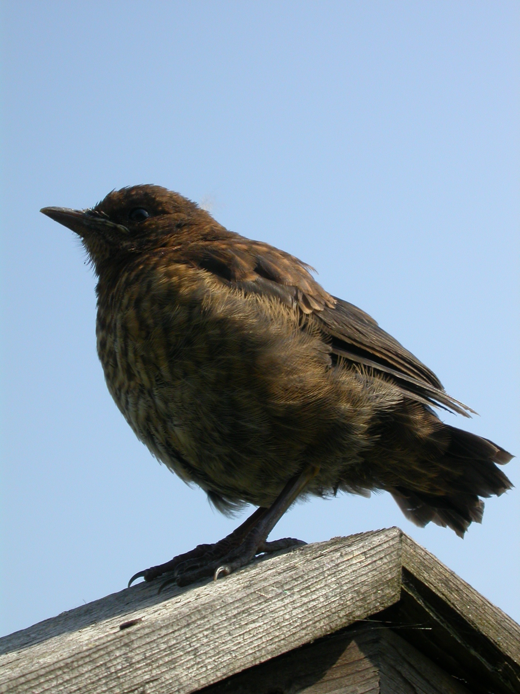 paul blackbird on roof feathers fluffy young bird flying