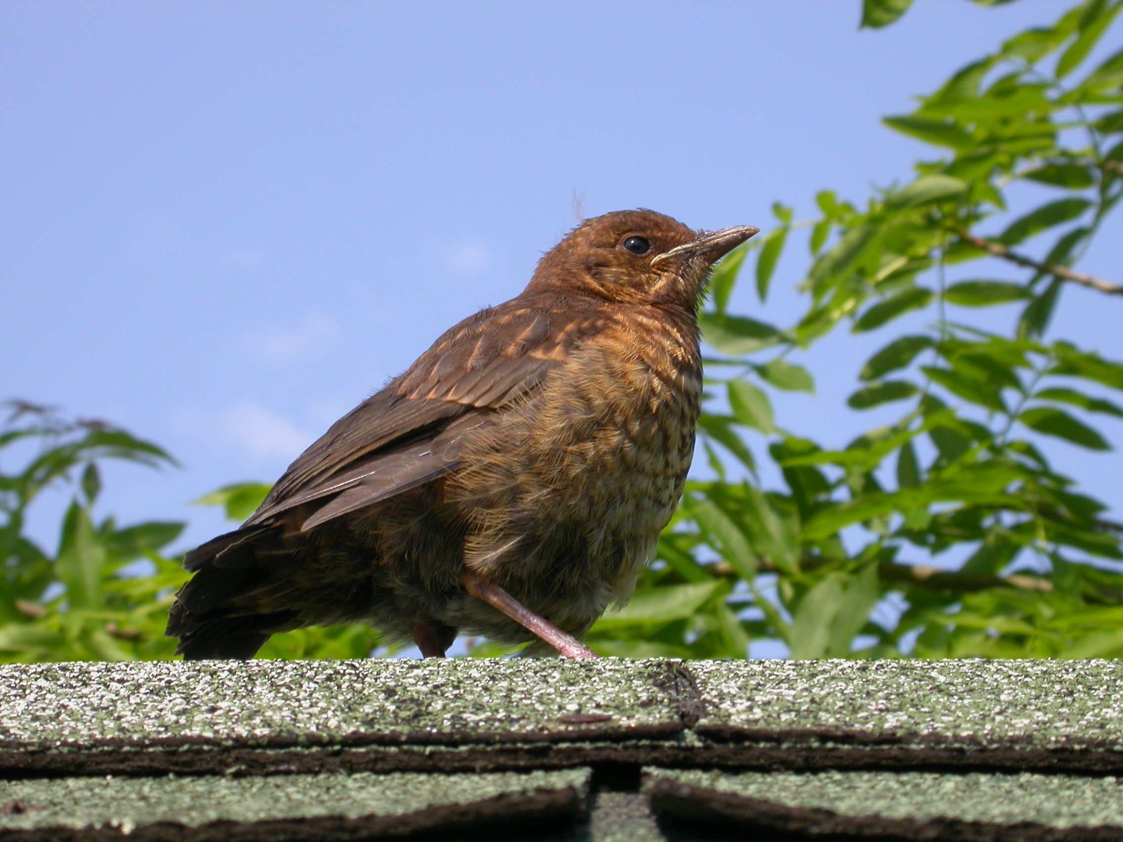 paul bird on roof feathers