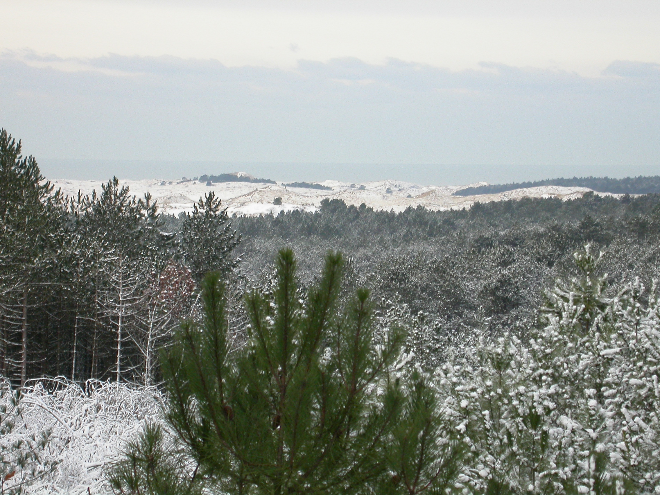 paul dunes schoorl netherlands pines snow winter cold coast christmas