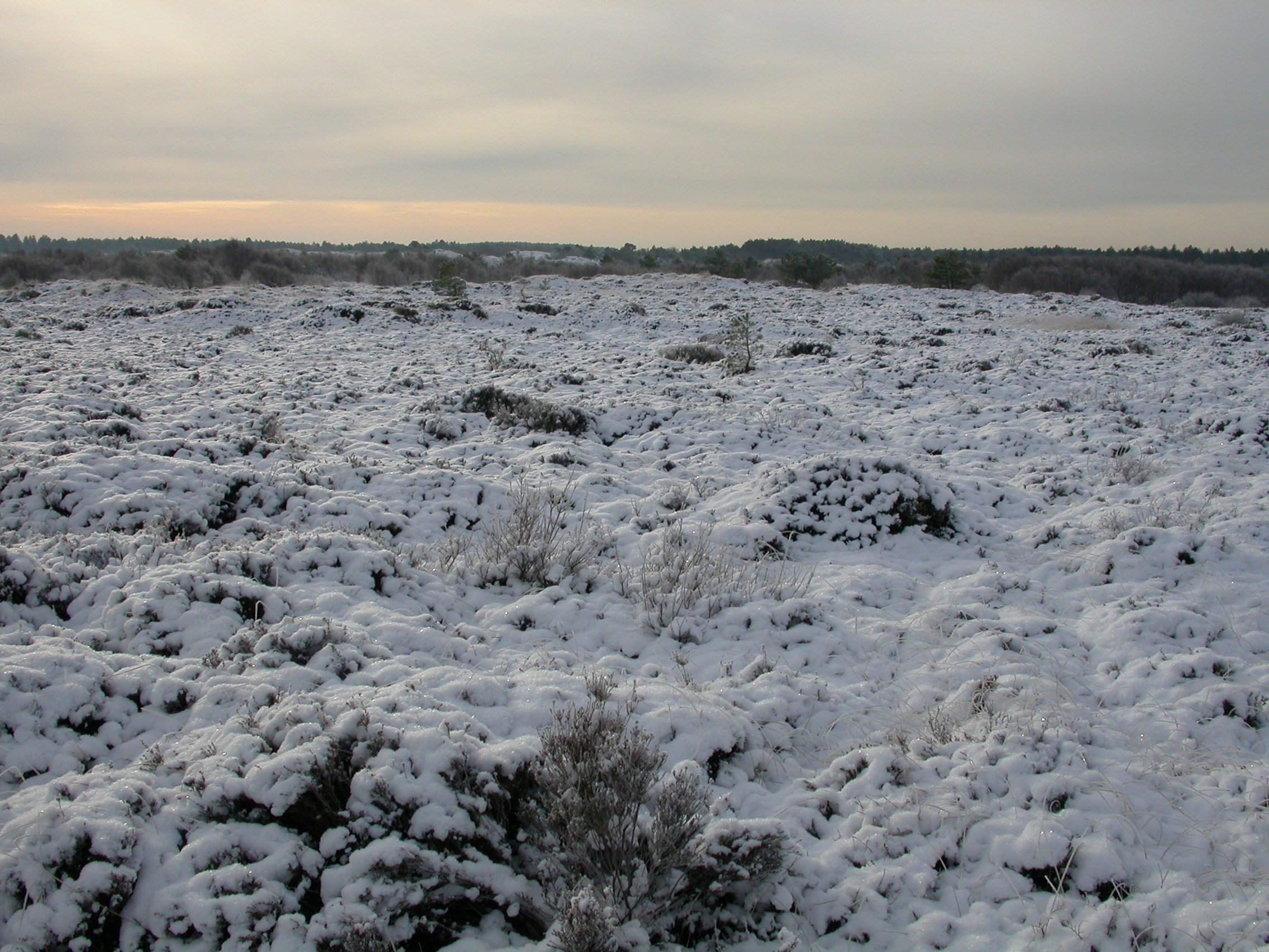 paul snowy dunes in schoorl the netherlands forest coast