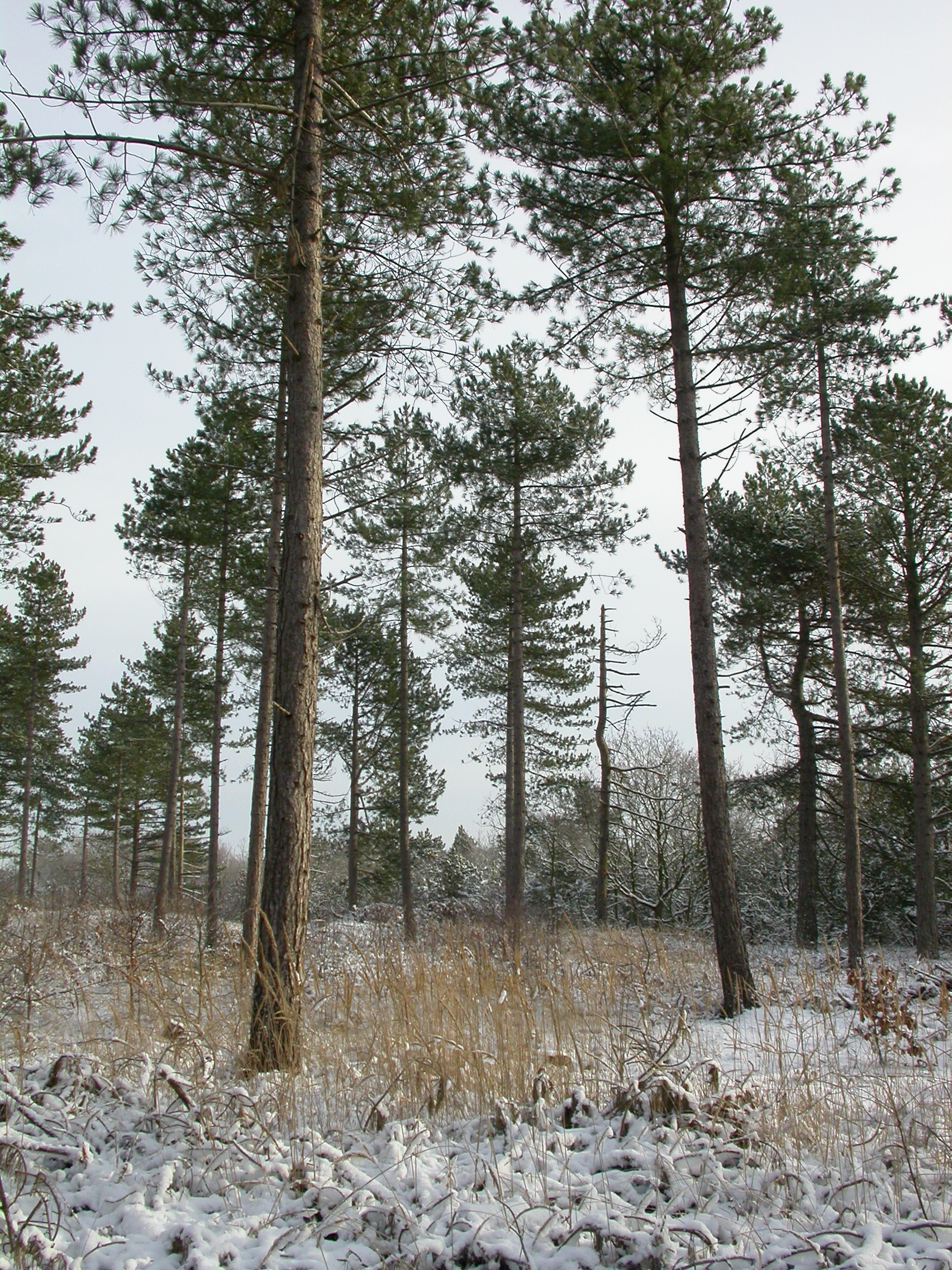 paul pine trees in the winter pines snow cold holland schoorl image