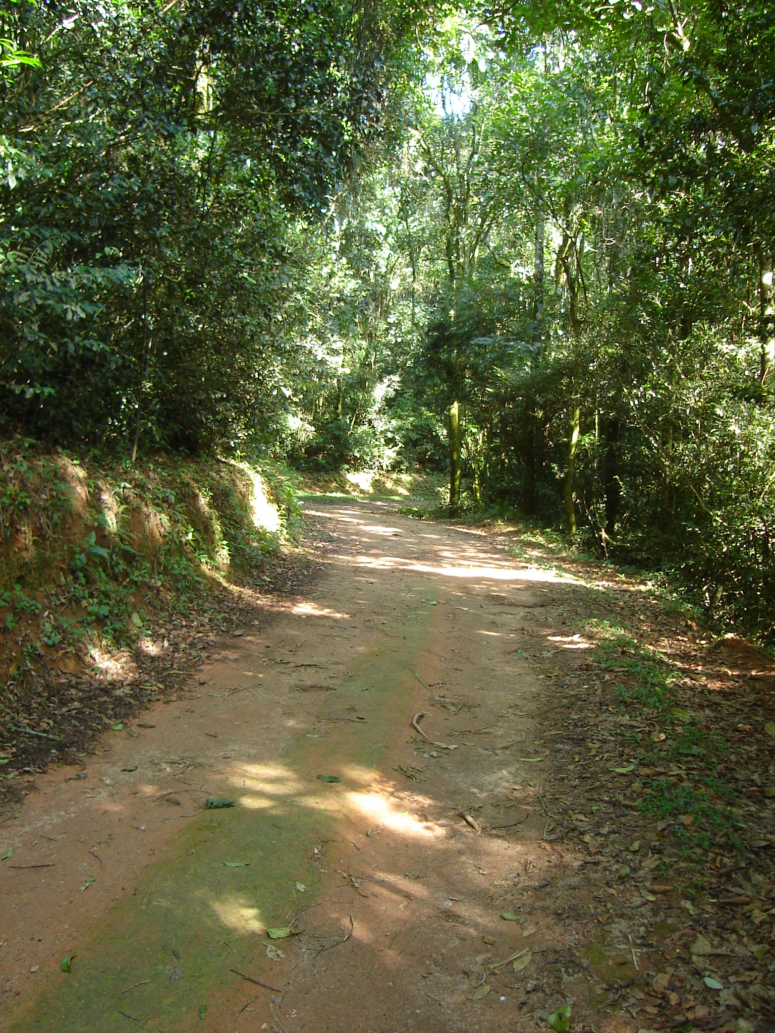 poows path forest green road sand summer summertime