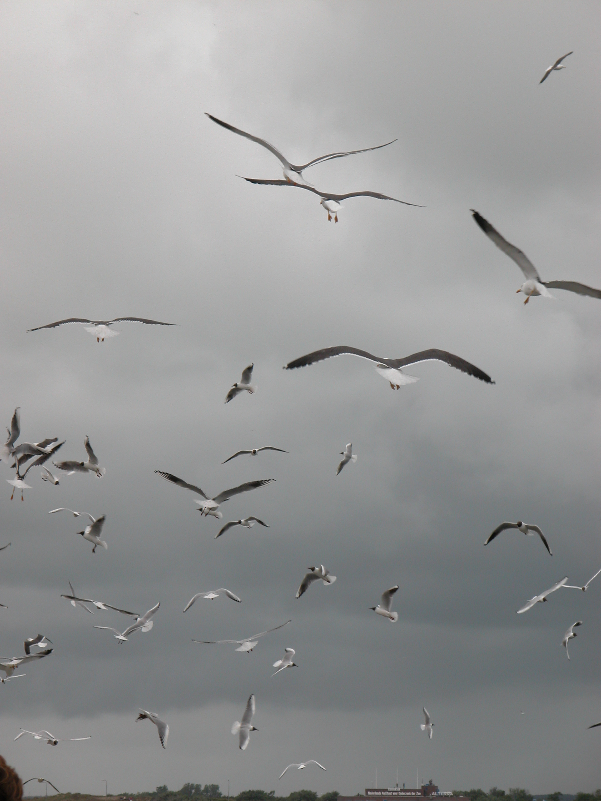 gull gulls flock flocks of seagull seagulls grey flying winter circling wings