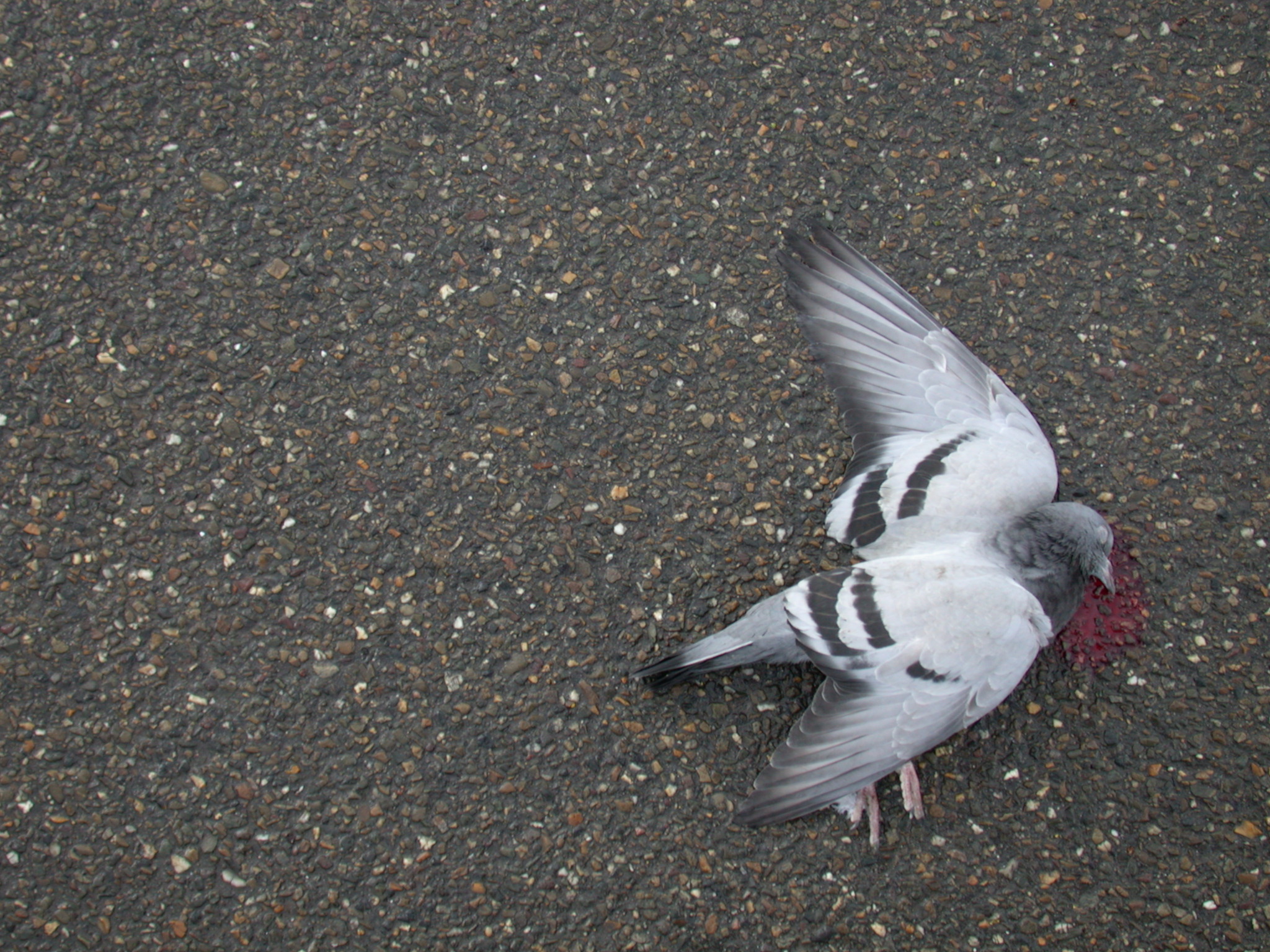 nature animals birds pigeon roadkill death asphalt wet texture textures