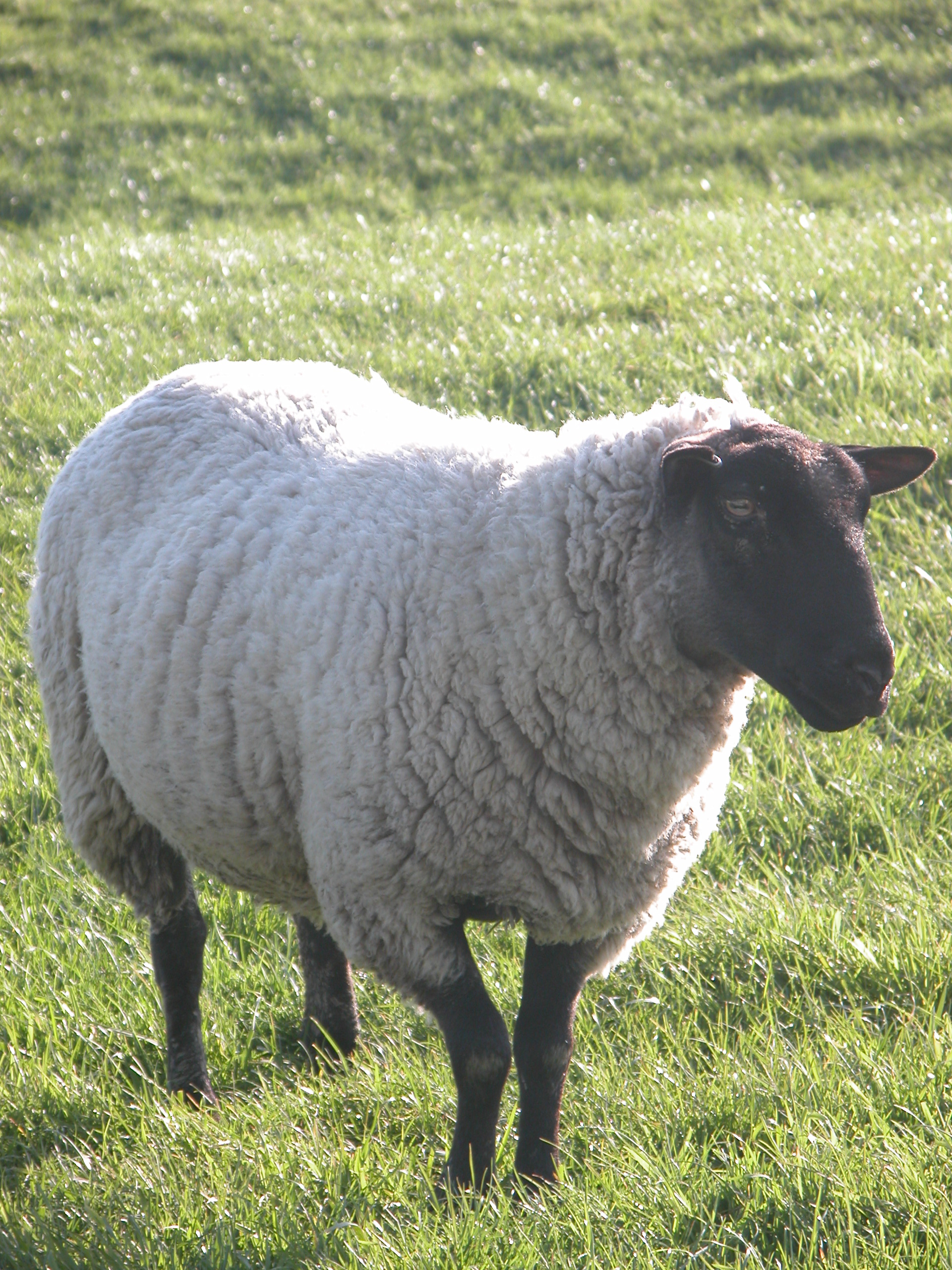 sheep wool black head fluffy farm animal