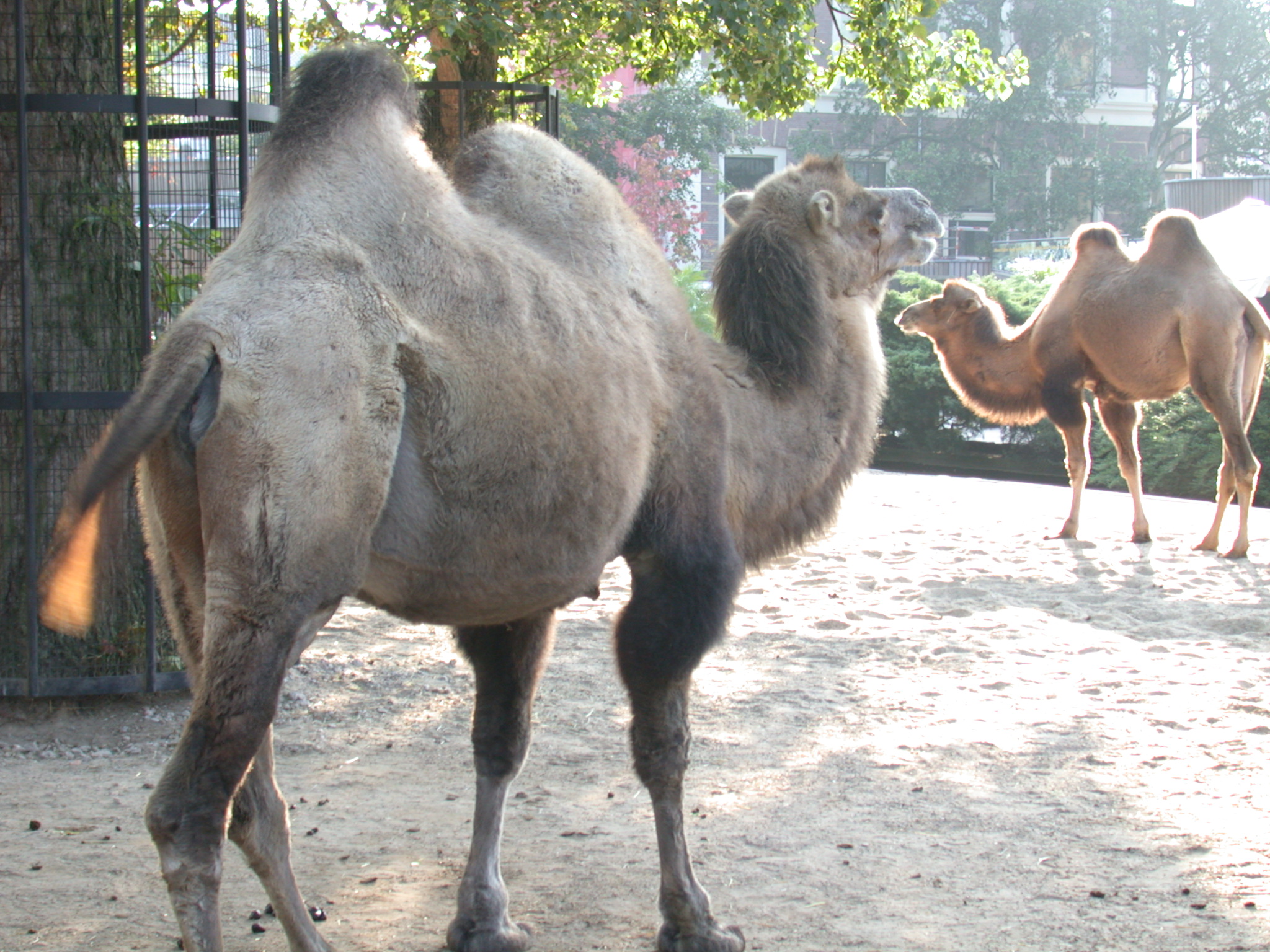 camel drommedary ship of the deset grey fur zoo animals