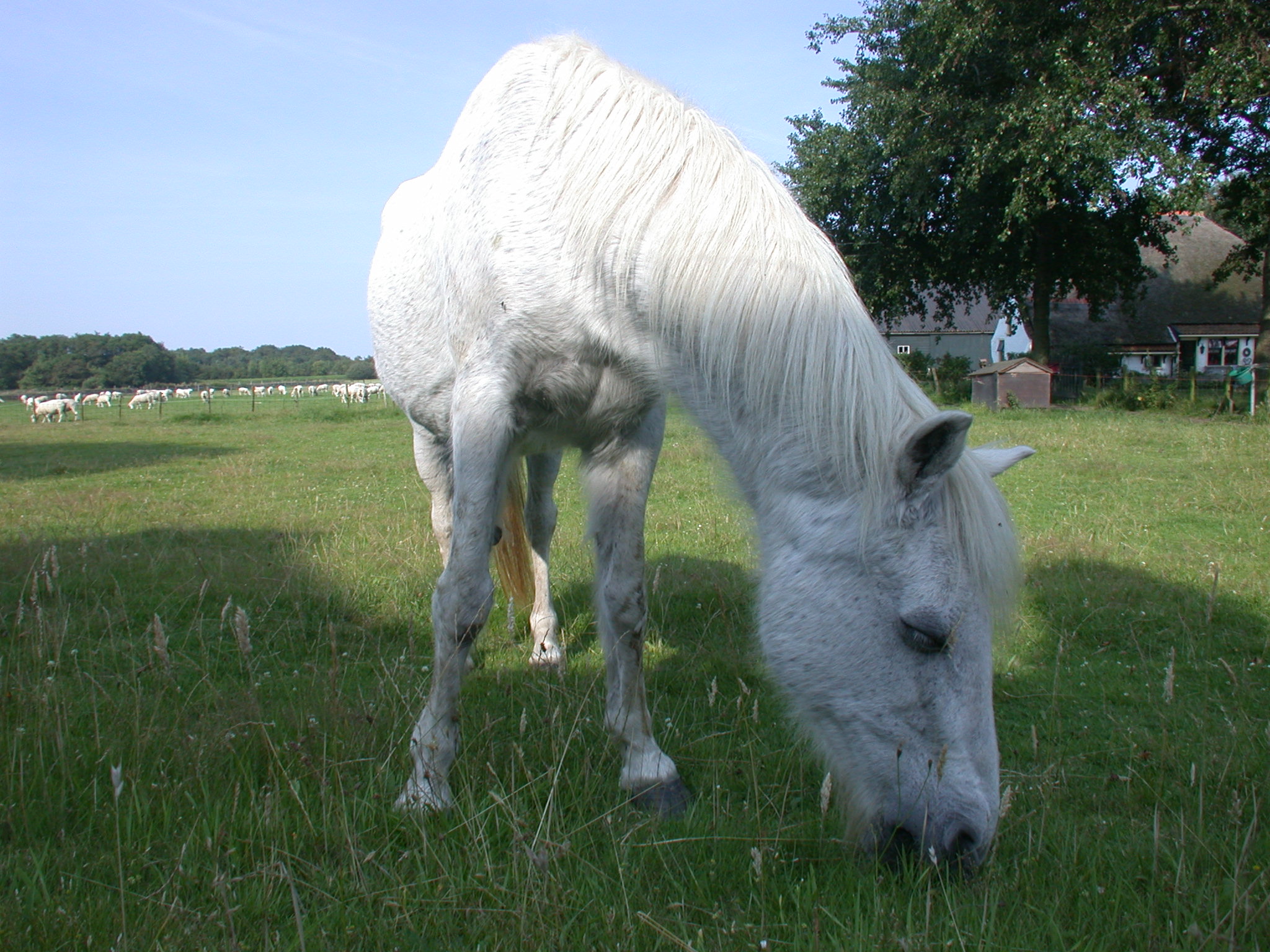 nature animals land horse texel white rozenhout skillepaadje front