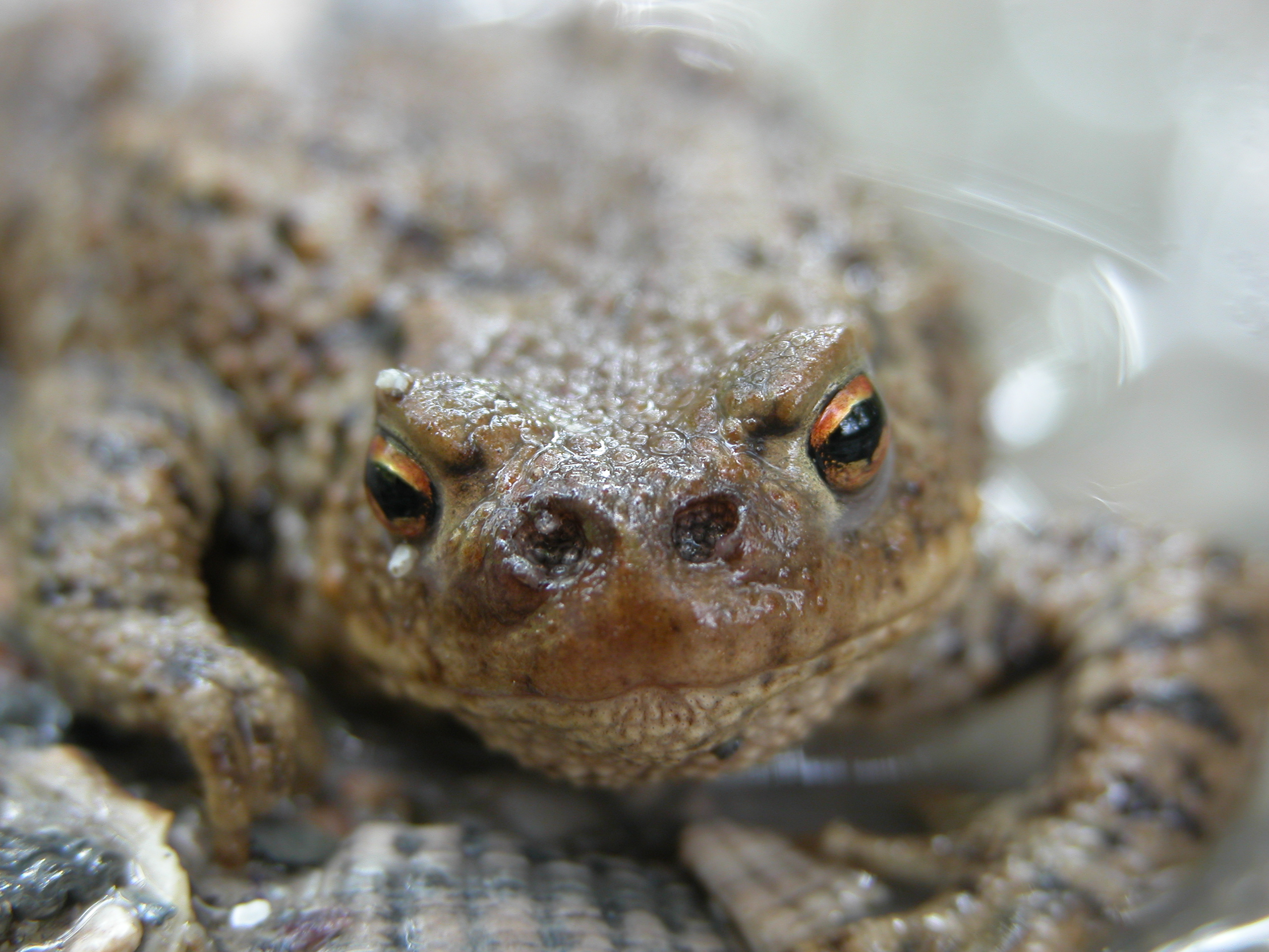 frog head eyes amphibian lizard green damp wet skin