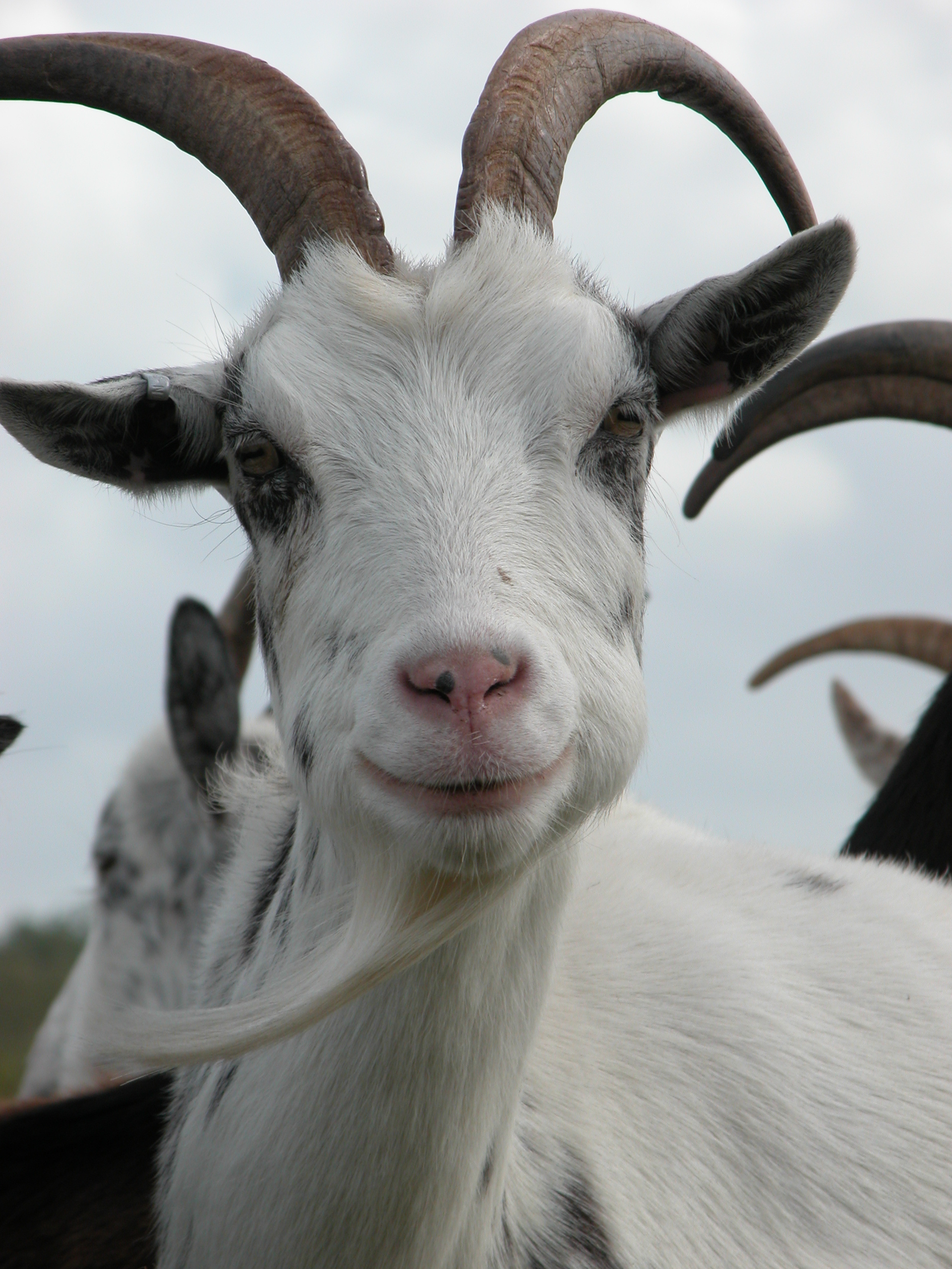 goat animal closeup