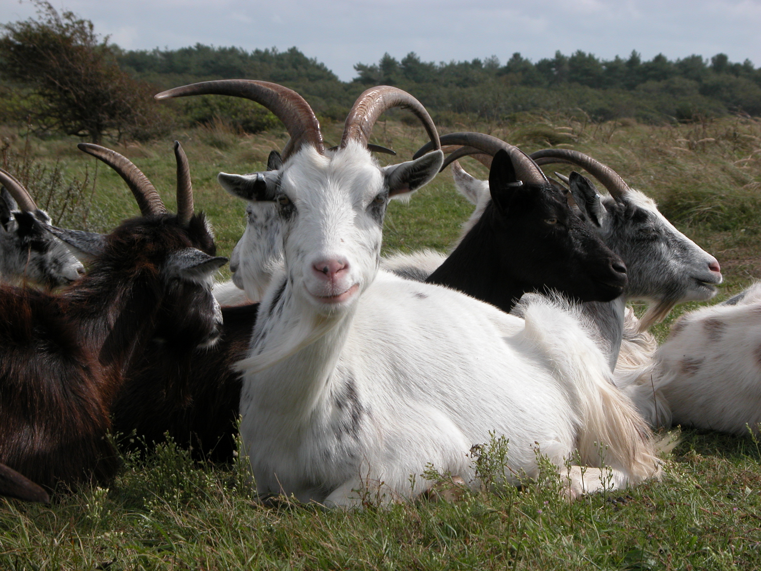 nature animals land goat goats group lying eating resting wild