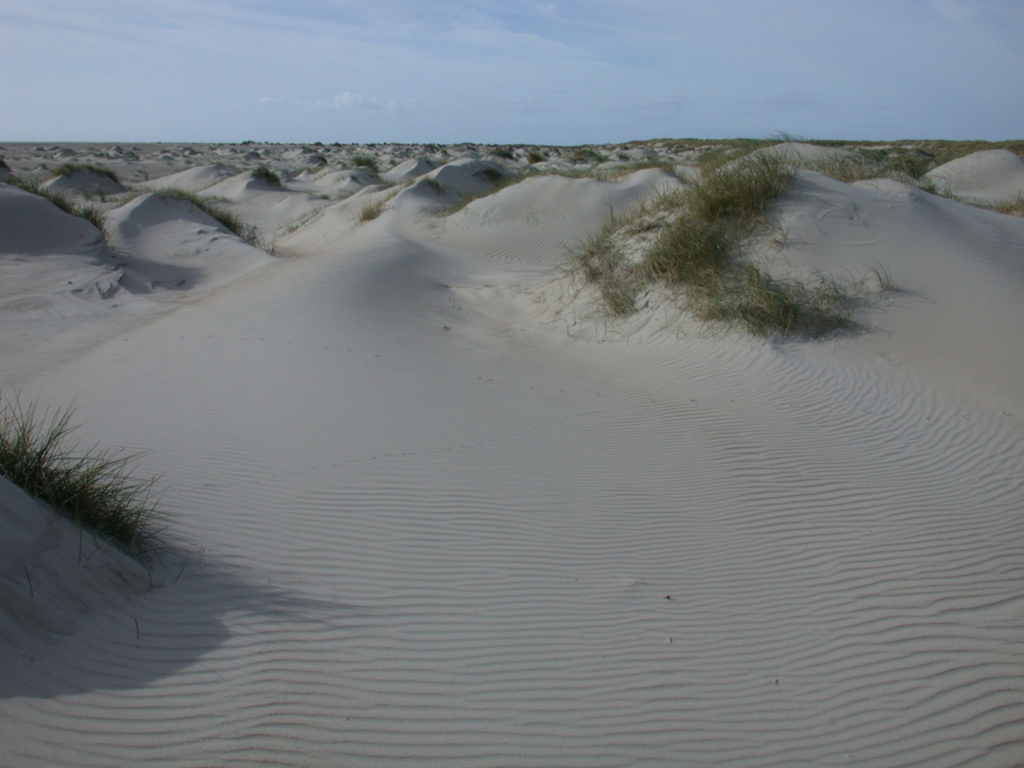 dune dunes sand sanddune sanddunes grass tuft tufts of