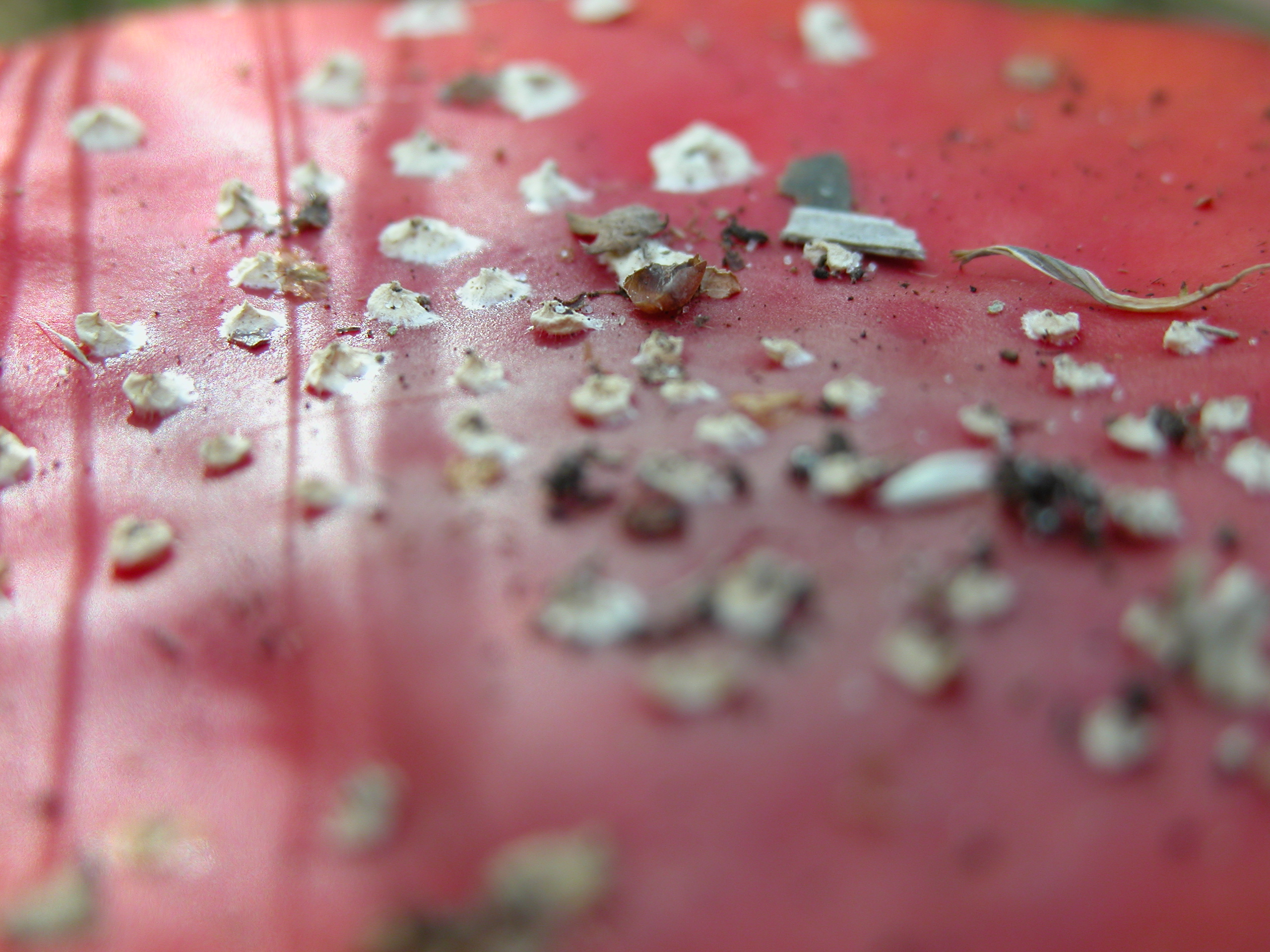 nature plants mushroom macro texture fly agaric flyagaric red