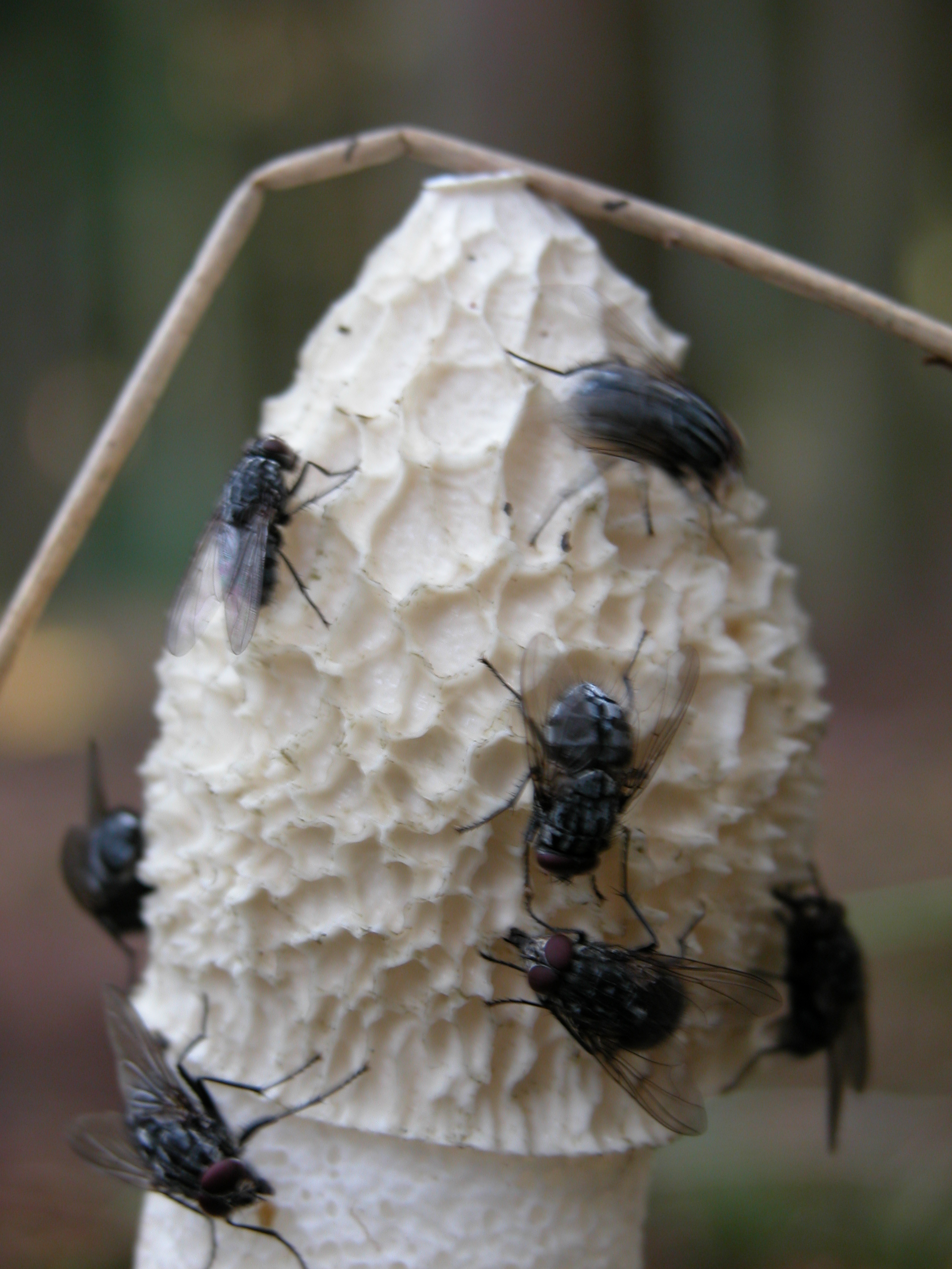 flies on mushroom toadstool