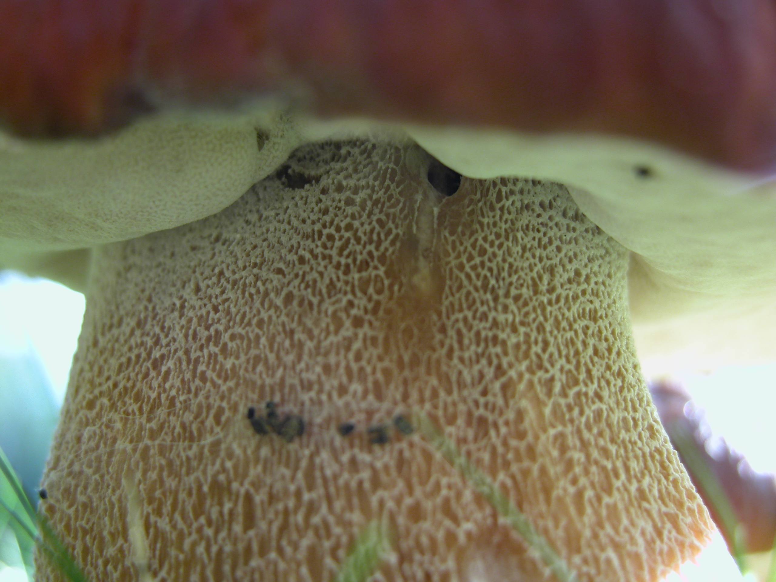 fungus mushroom toadstool