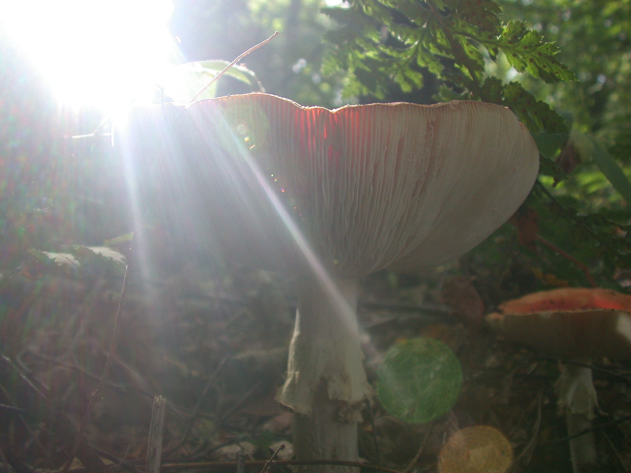 mushroom toadstool forest