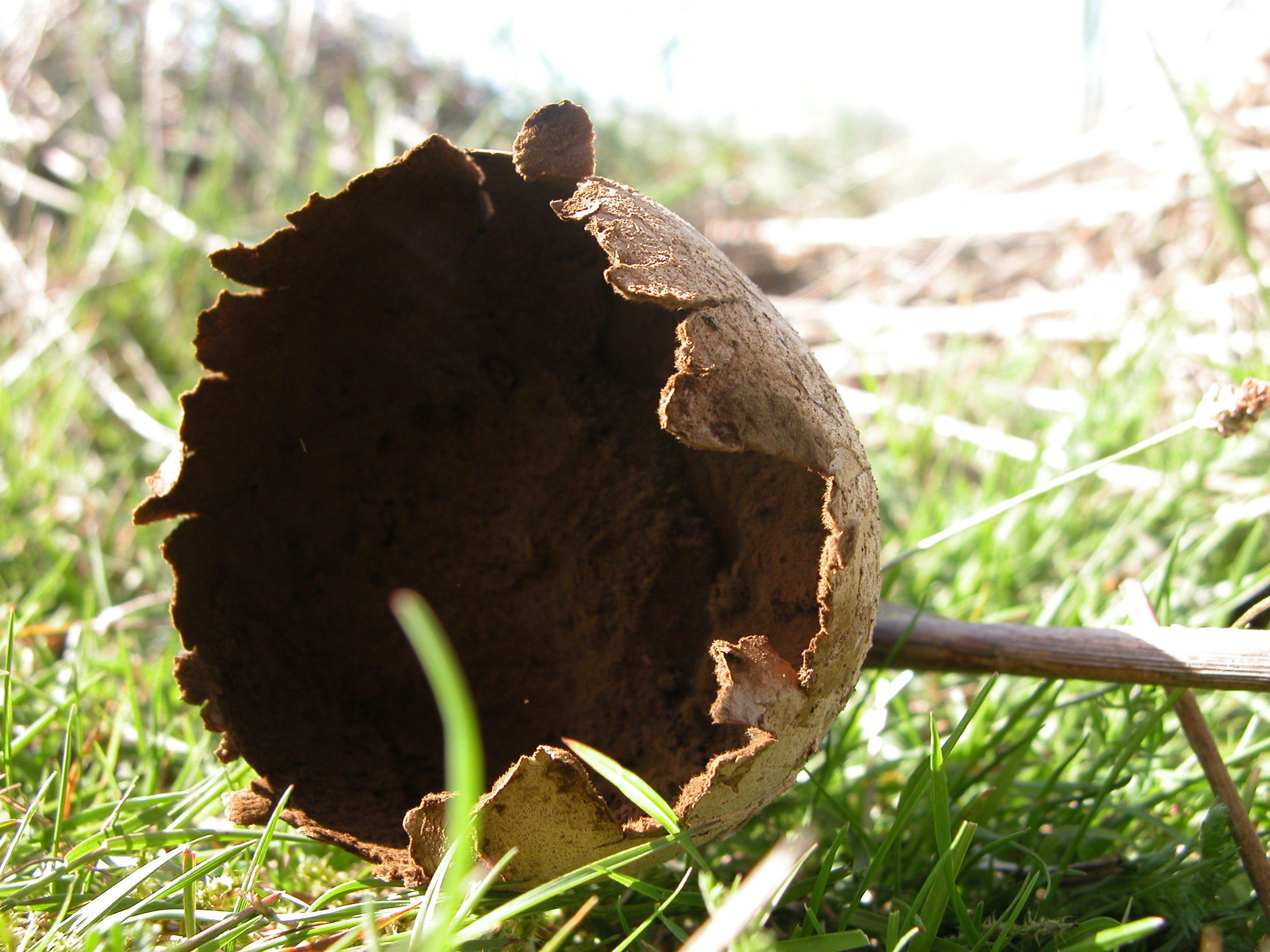 plant dry dead hollow brown royalty free