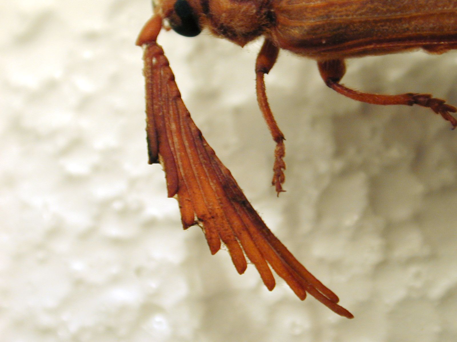 antenna bug insect beatle macro top orange fan fanshaped foam plastic white brown textures