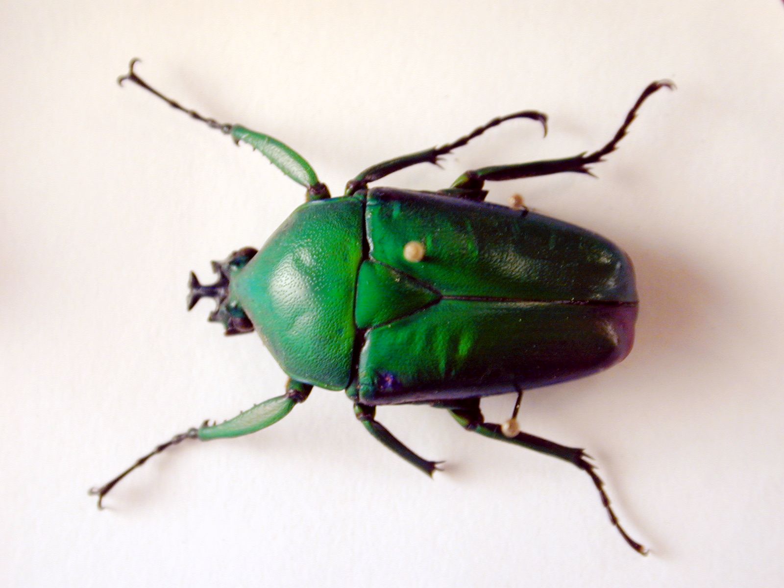 beatle bug insect top green collection white shield