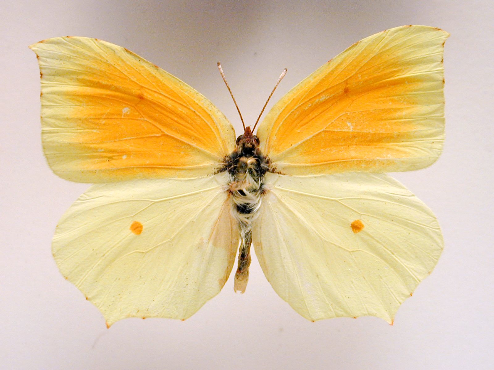 butterfly insect top wing wings vein hair hairy orange beige mirrorring mirrorred mirror white small top