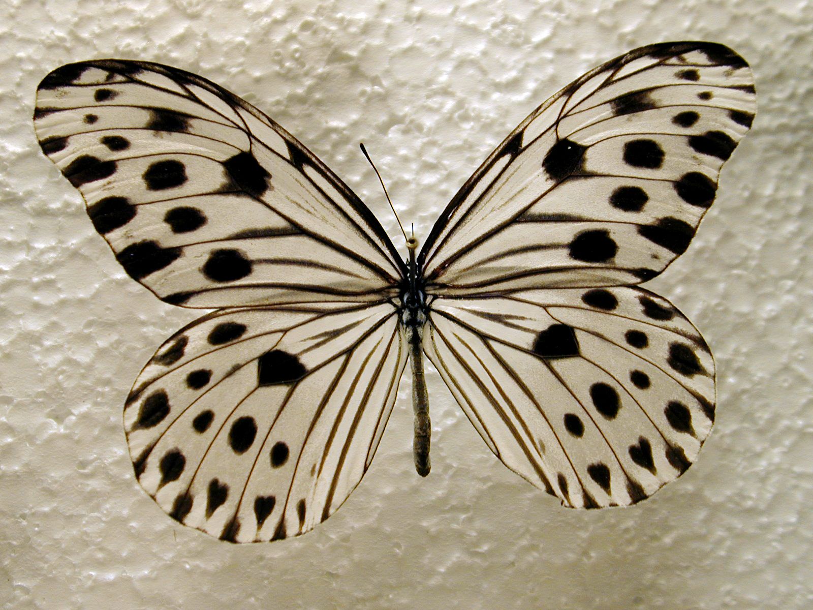 butterfly insect wing top white black plastic zebra dot dots dotted pin needle