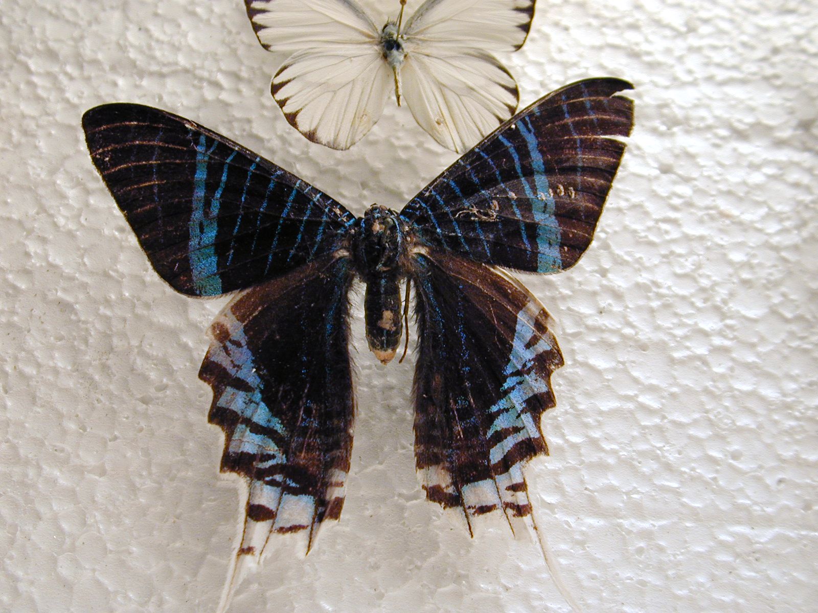 big small white black blue wing wings butterfly butterflies insect insects collection plastic pin needle top