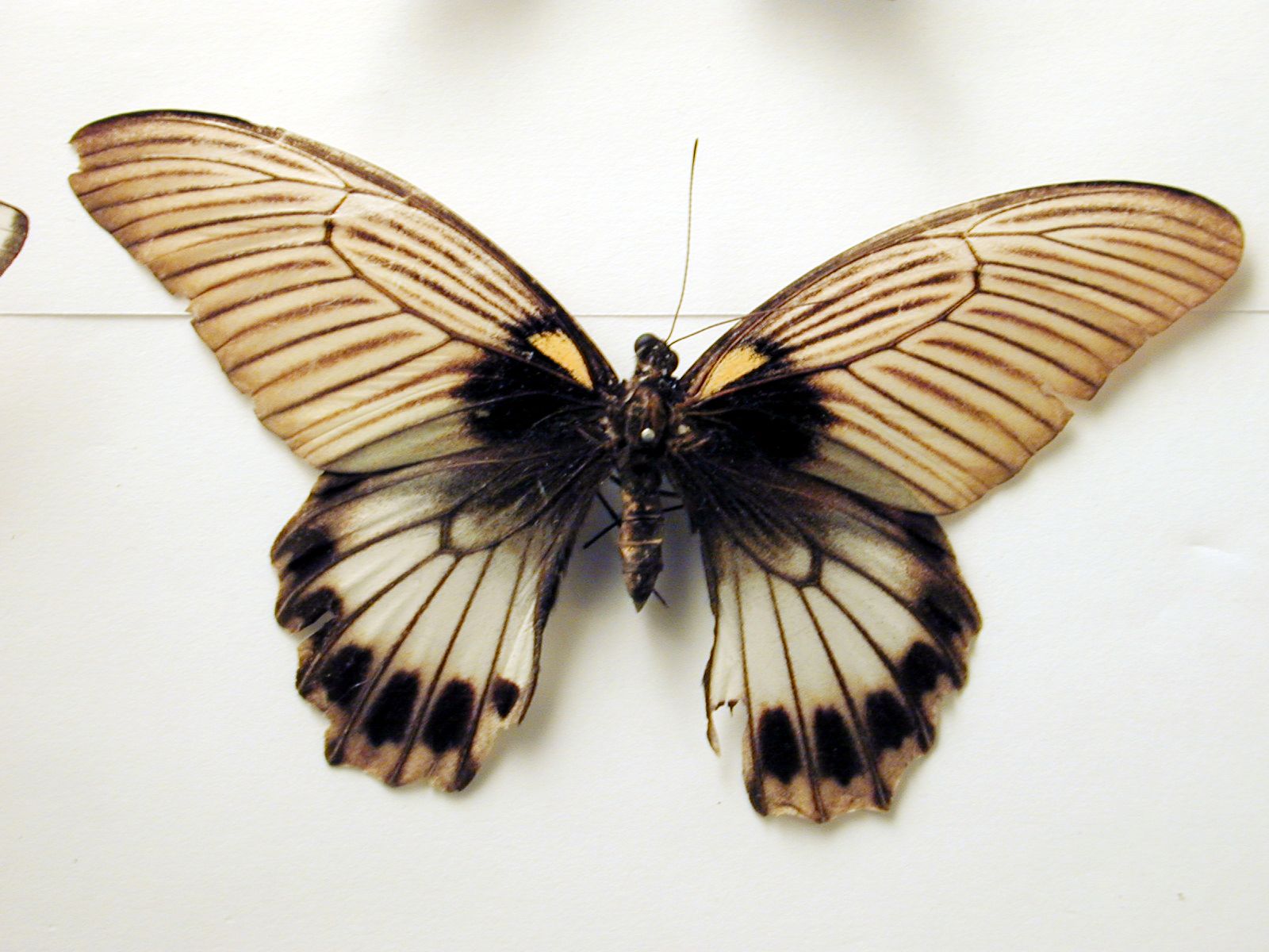 butterfly insect wing wings vein top white black beige yellow