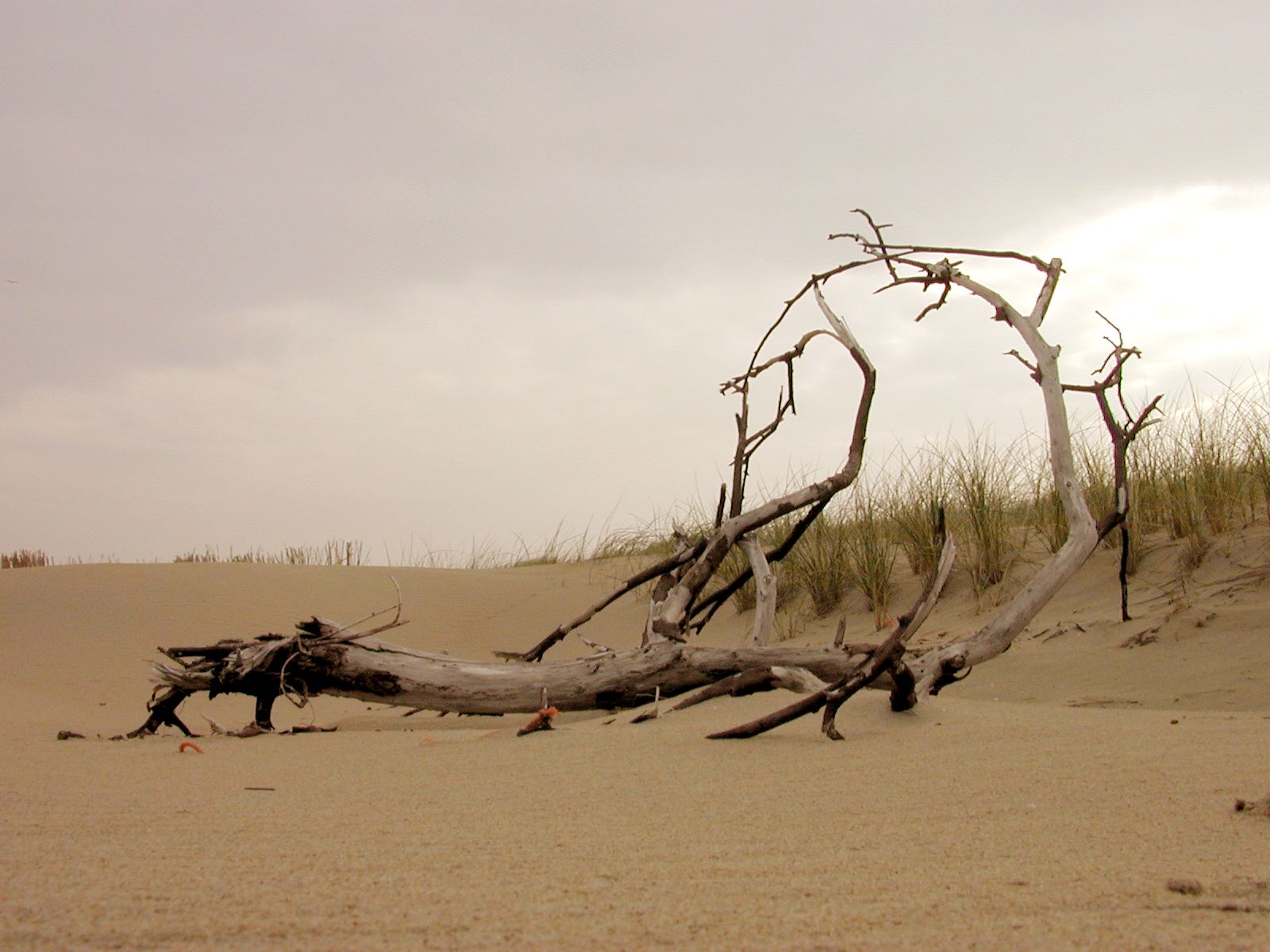 branch sand dune beach sky
