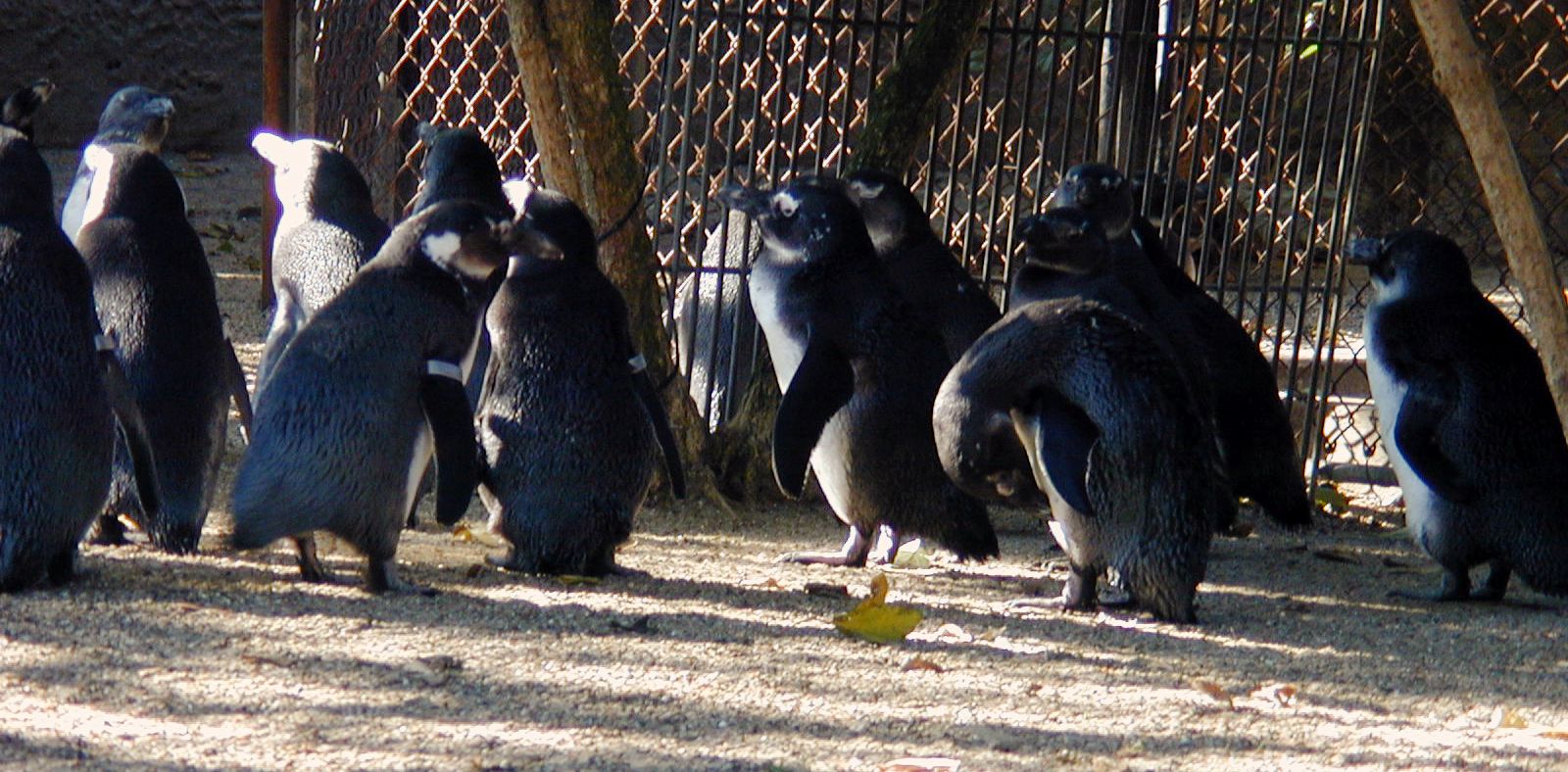 penguins group waiters together black white cleaning