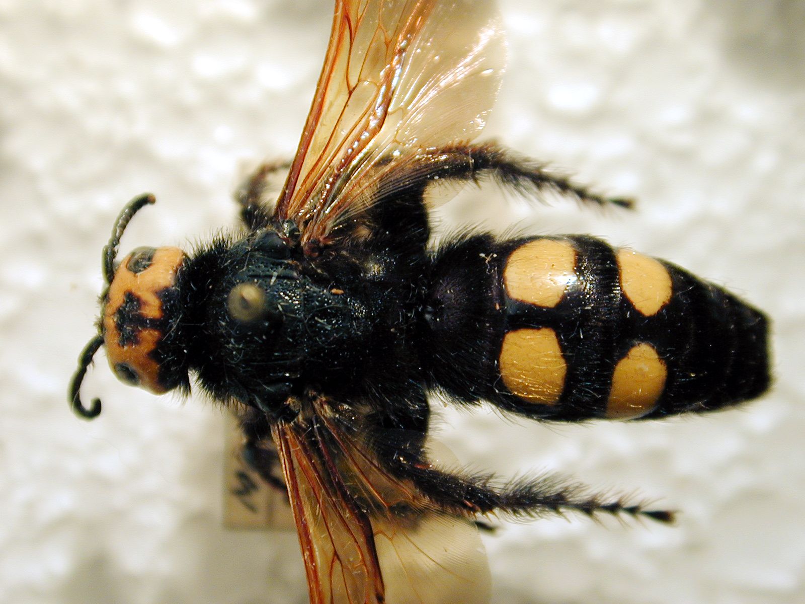 fly insect pseudowasp wasp hair hairy wing wings yellow black top