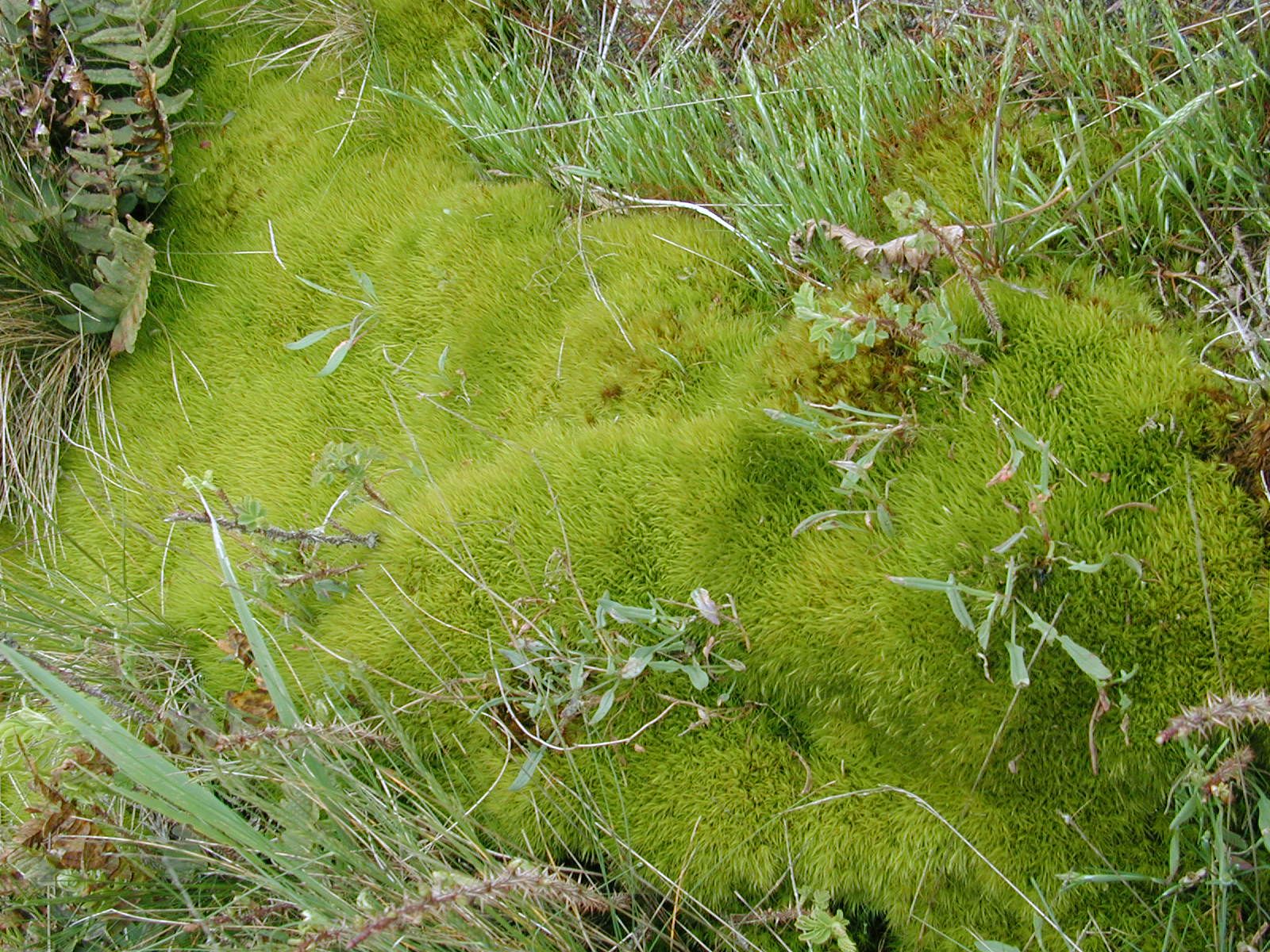 moss green ground floor growing natural nature royalty free