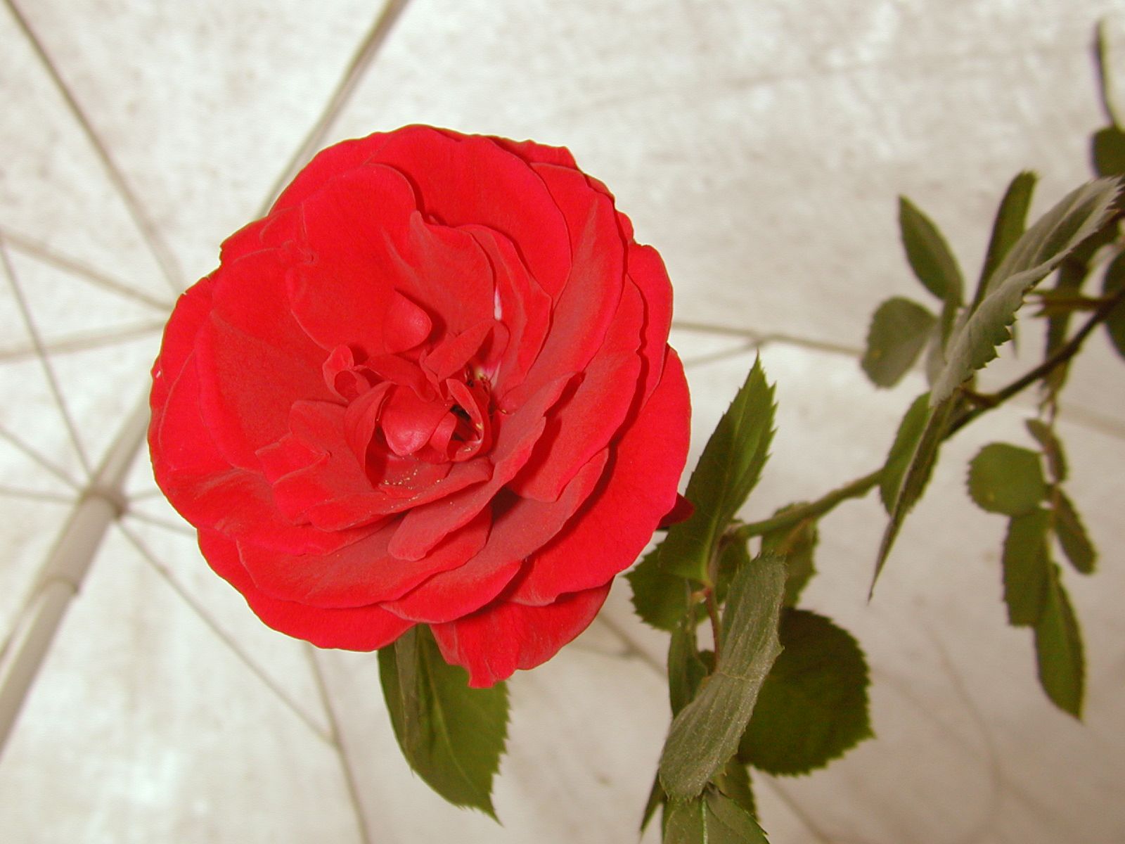 rose red love flower nature plant