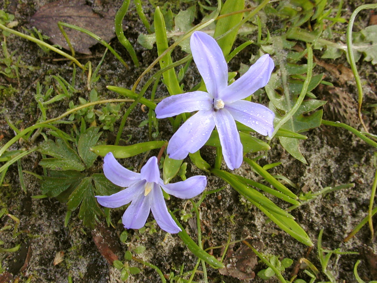 flower blue spring star dew ground