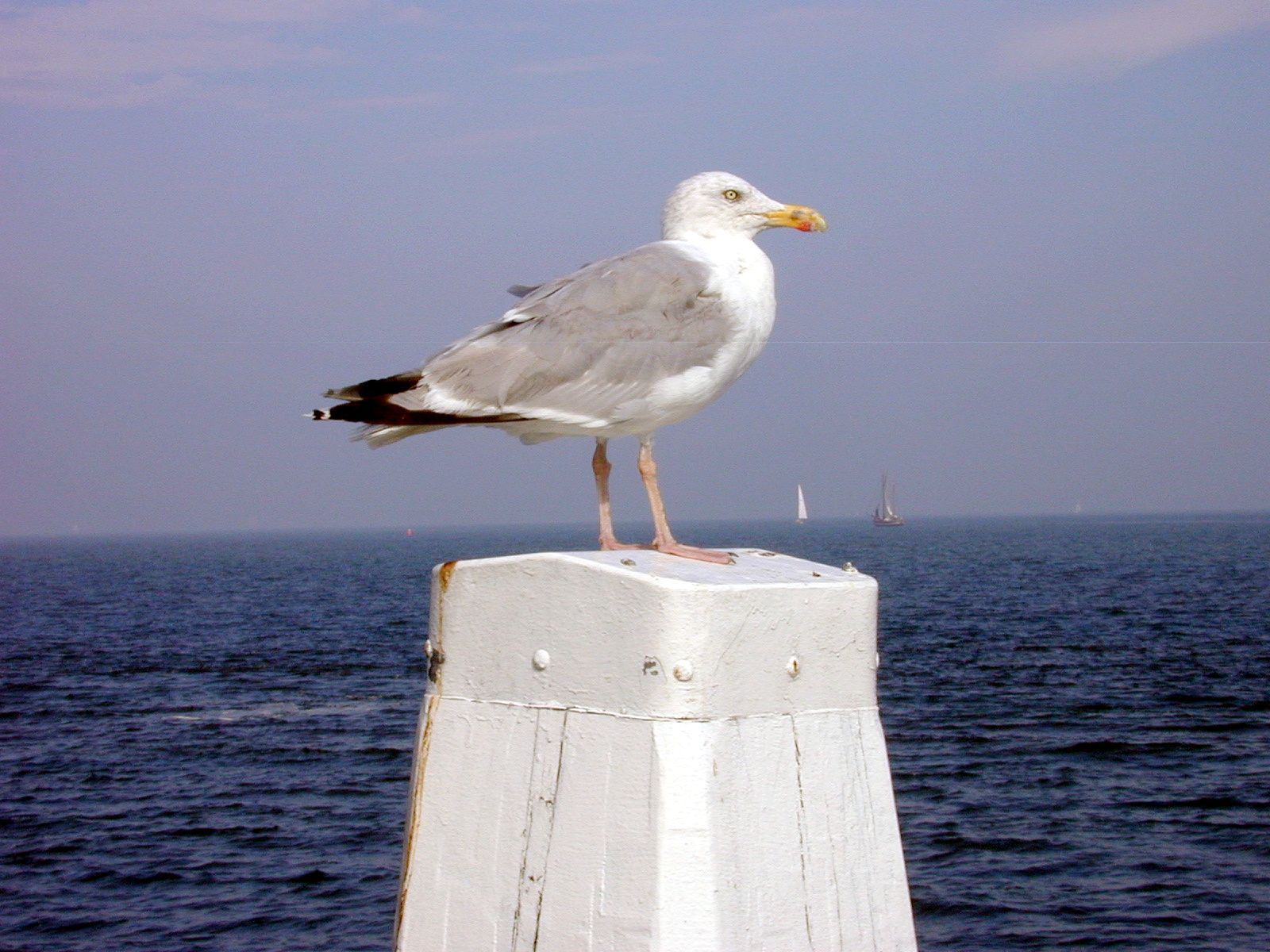 mooring-post white mooring post seagull gull bird beak water sea sky standing silver yellow dirty boats sailboat sail boat sails