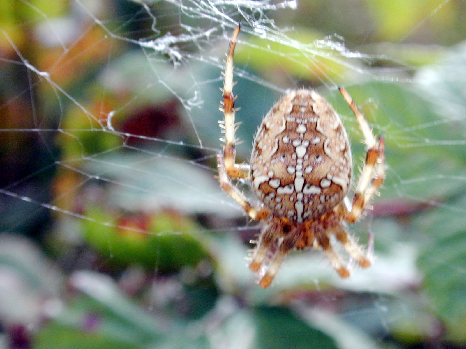 spider spiderweb cobweb cob web cross white orange brown blurry blur nature fly insect