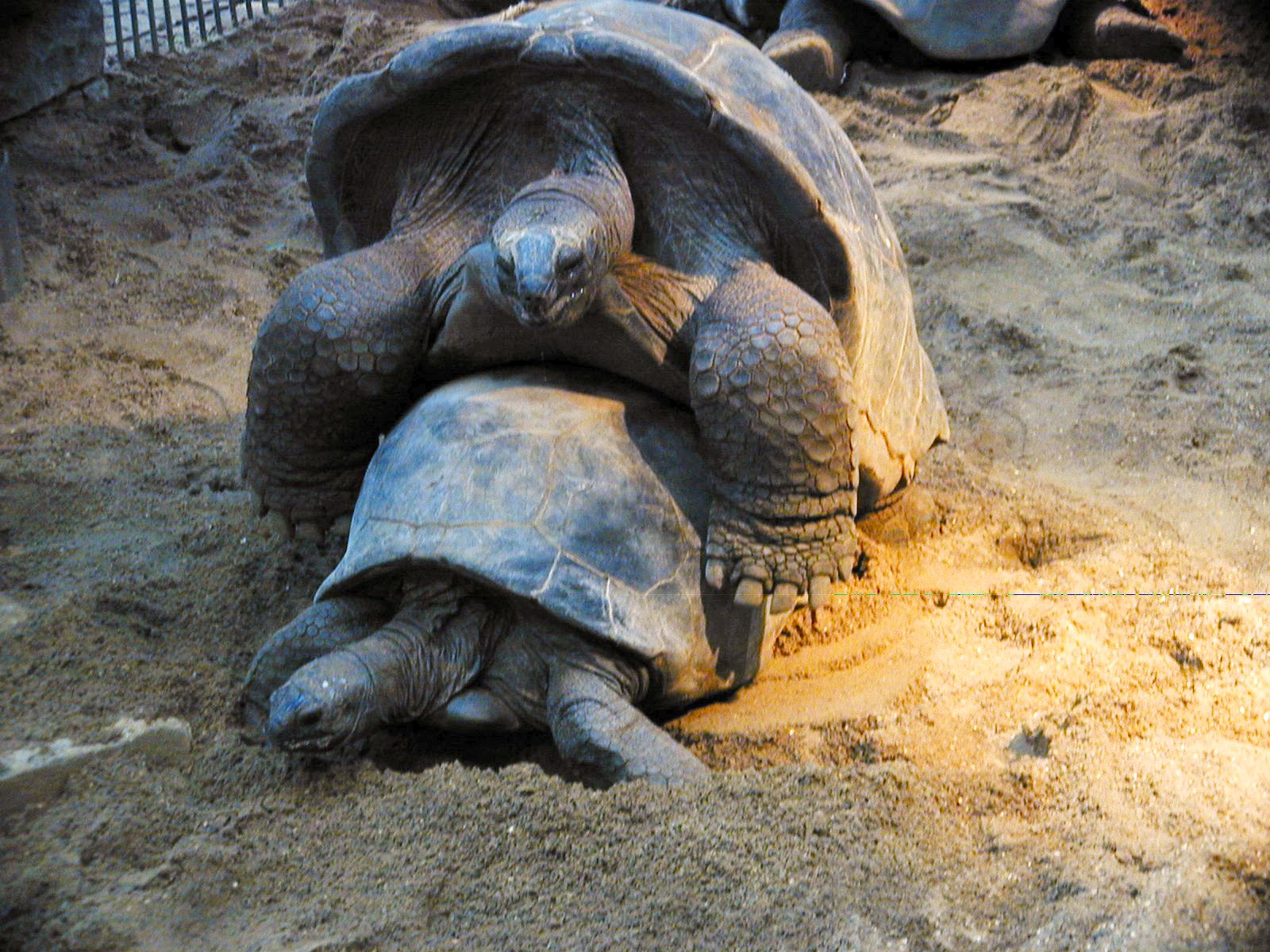 turtels making love sex (always good for the hits:)) animals sea animals armor
