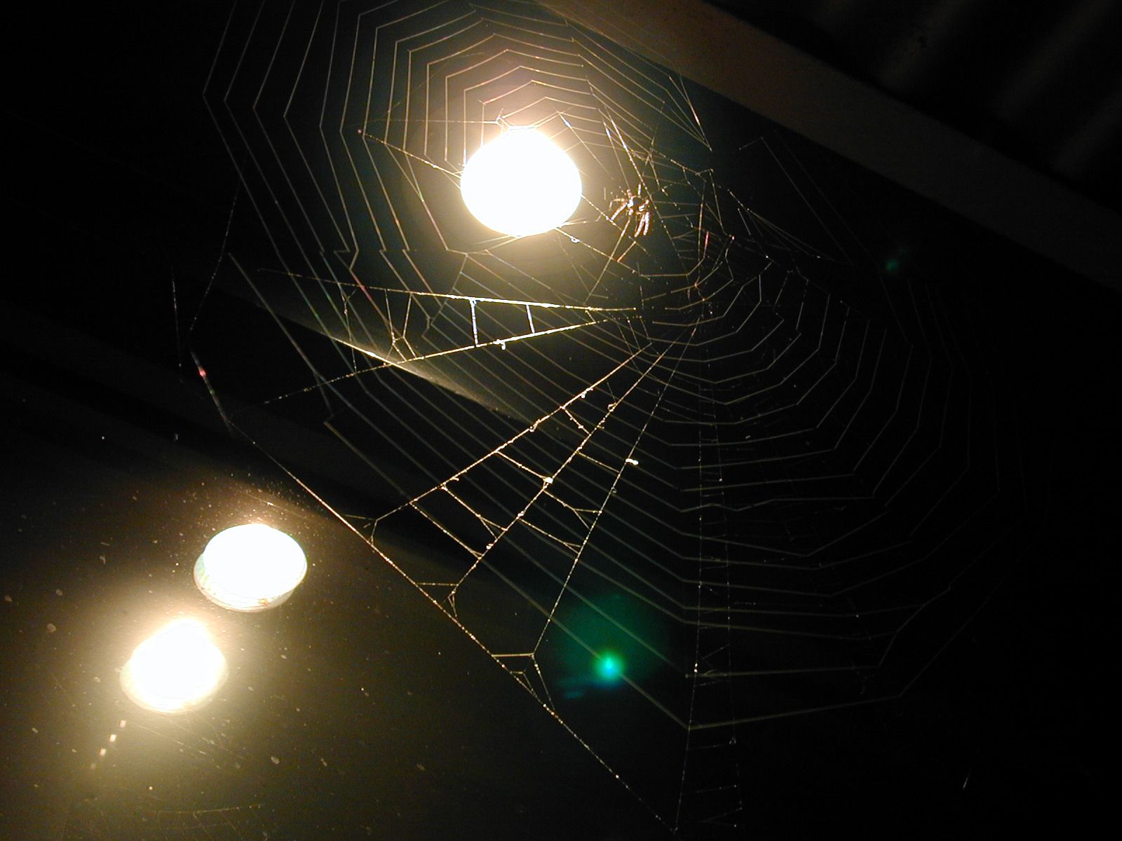 spider spiderweb spiderman web cobweb light lighted night dark black lightfx light_fx