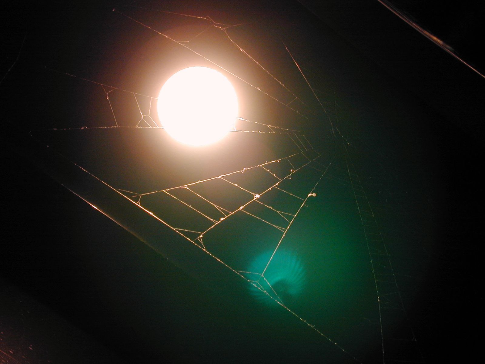 spiderweb web spider night dark darkness light lighted lensflare