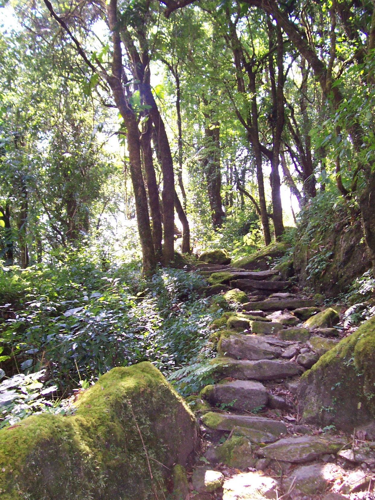 annet nature path forest steps moss summer