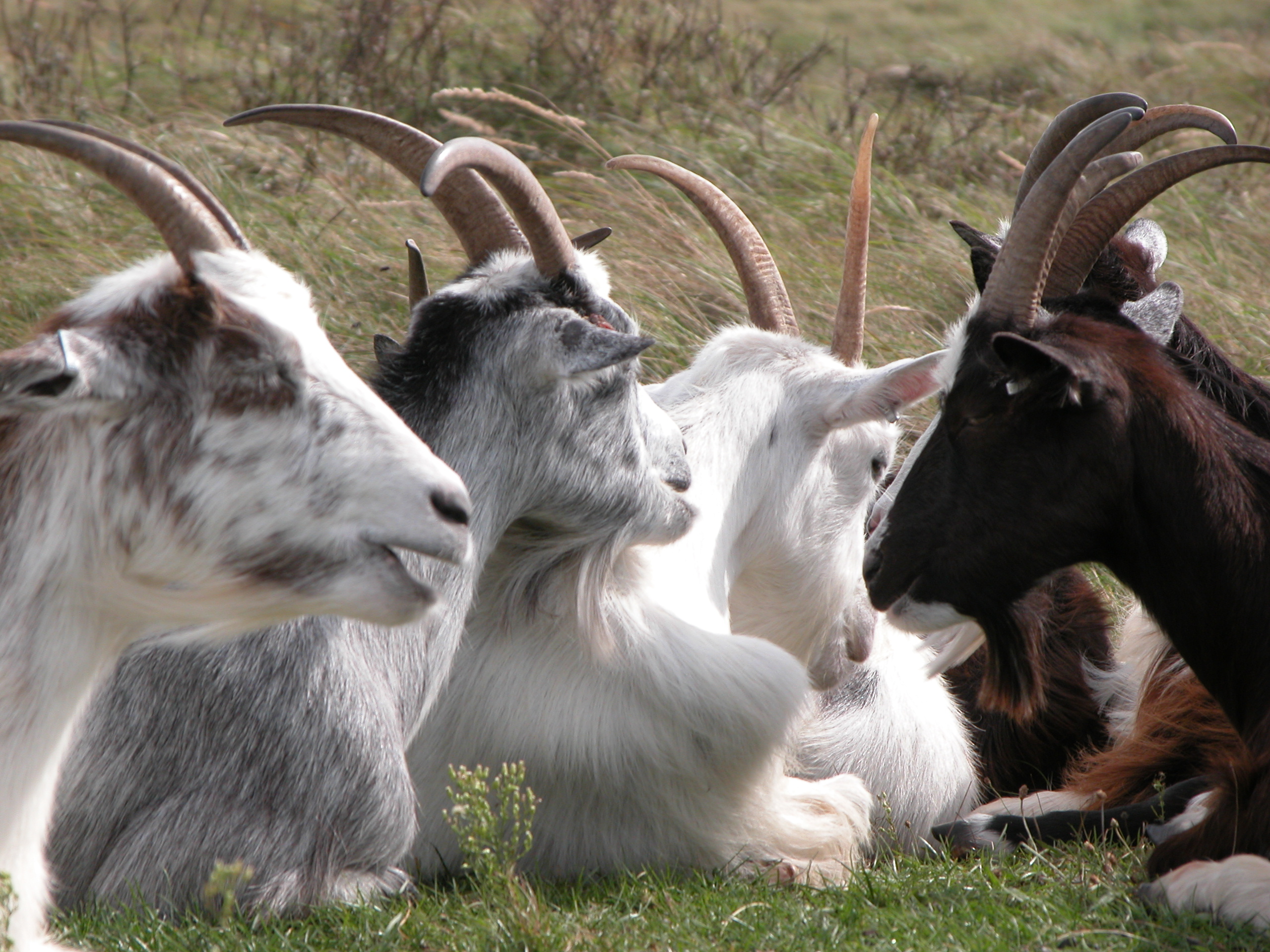 animals goats male horns sitting zoo fur white black