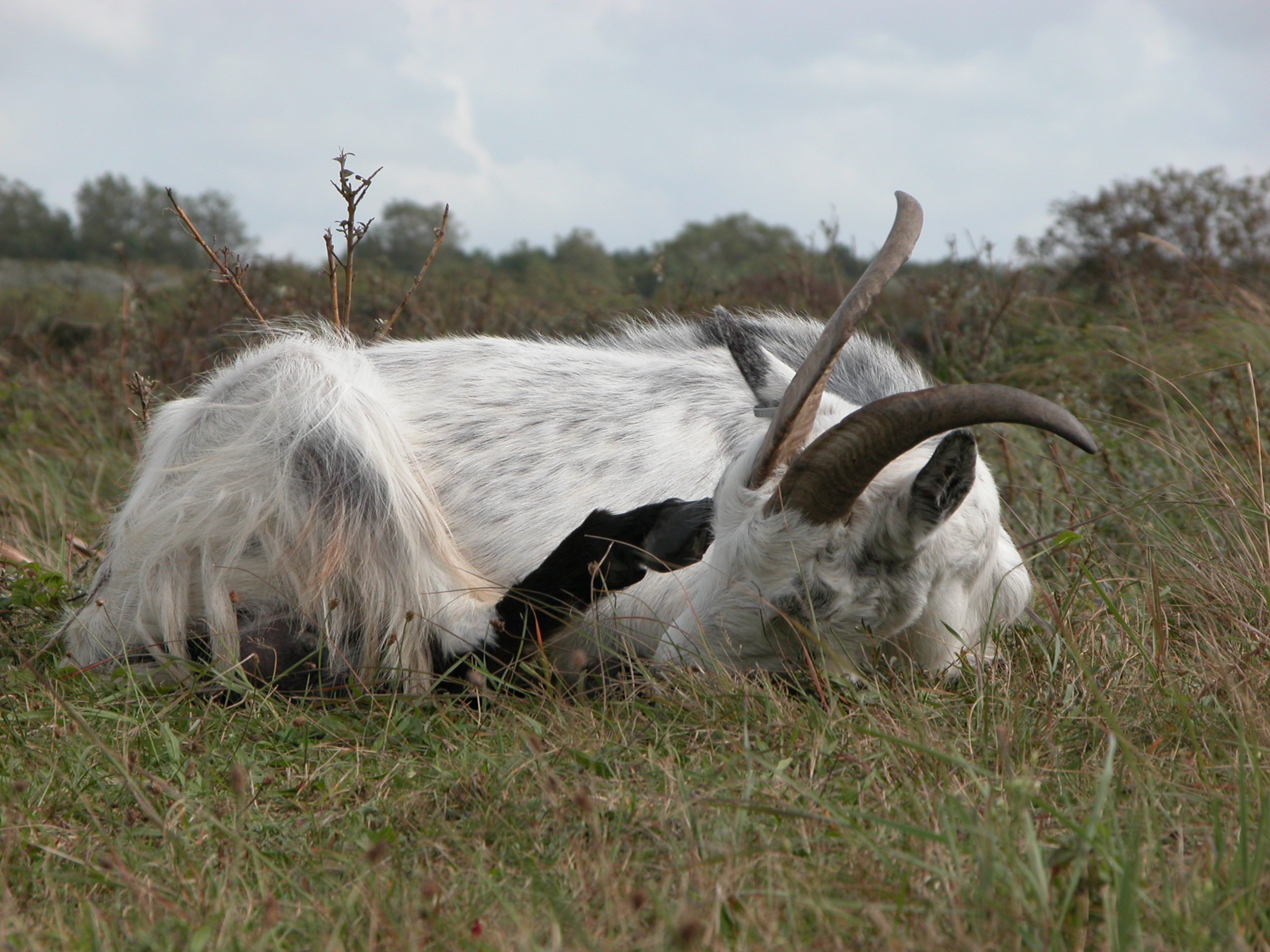 goat horns sleeping hairs white fur furry coat drowsy farmyard animal