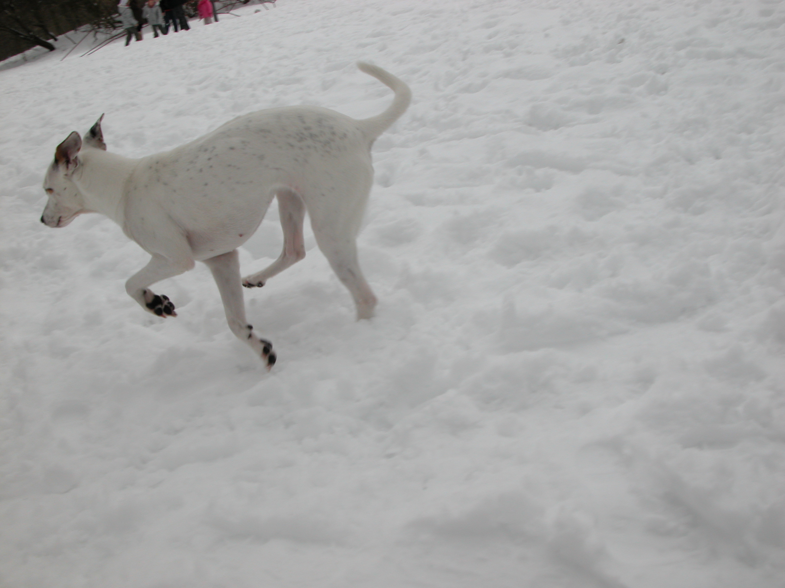 white dog in the snow cold winter frost christmas