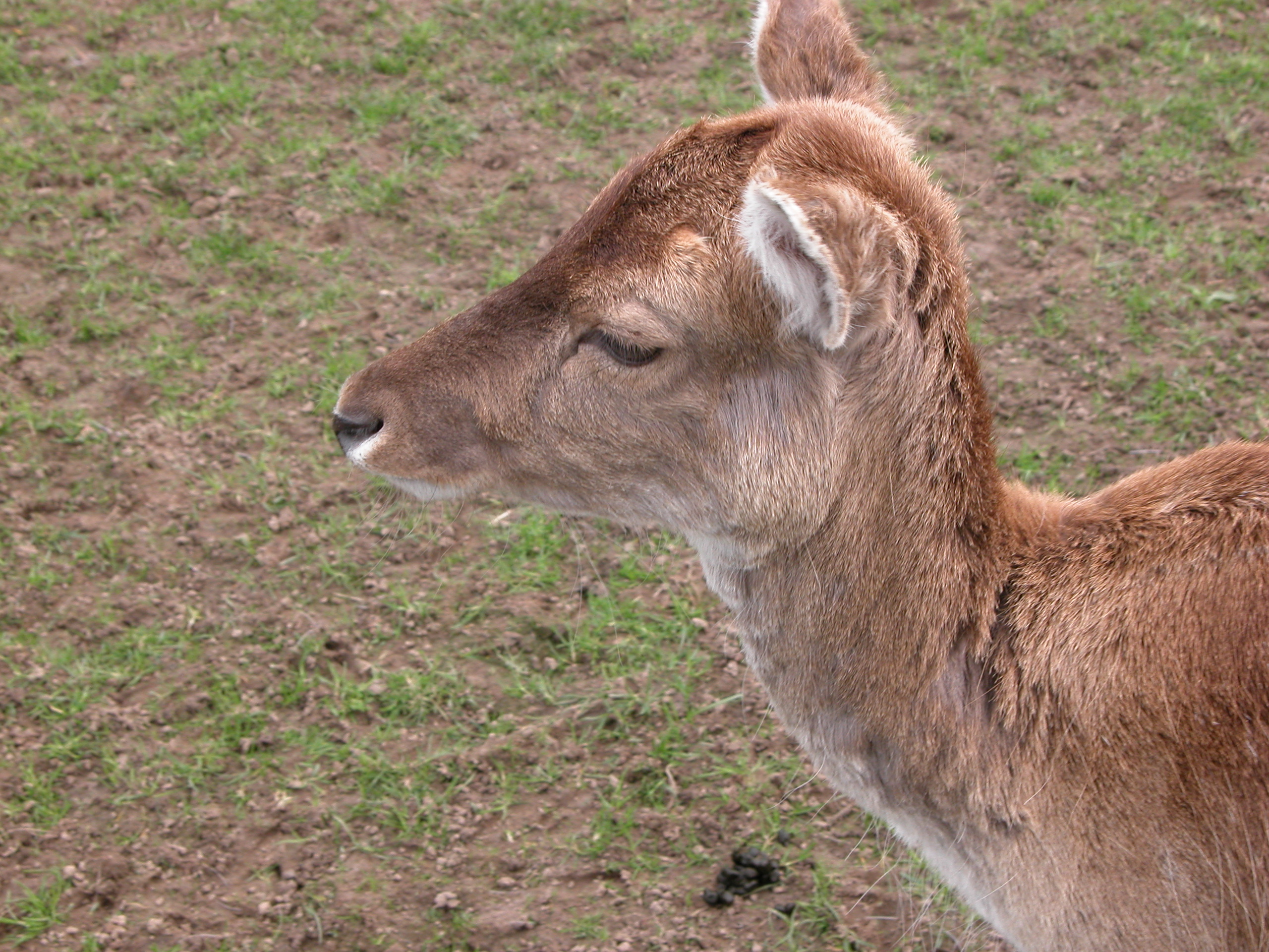 deer farm animal young fur brown