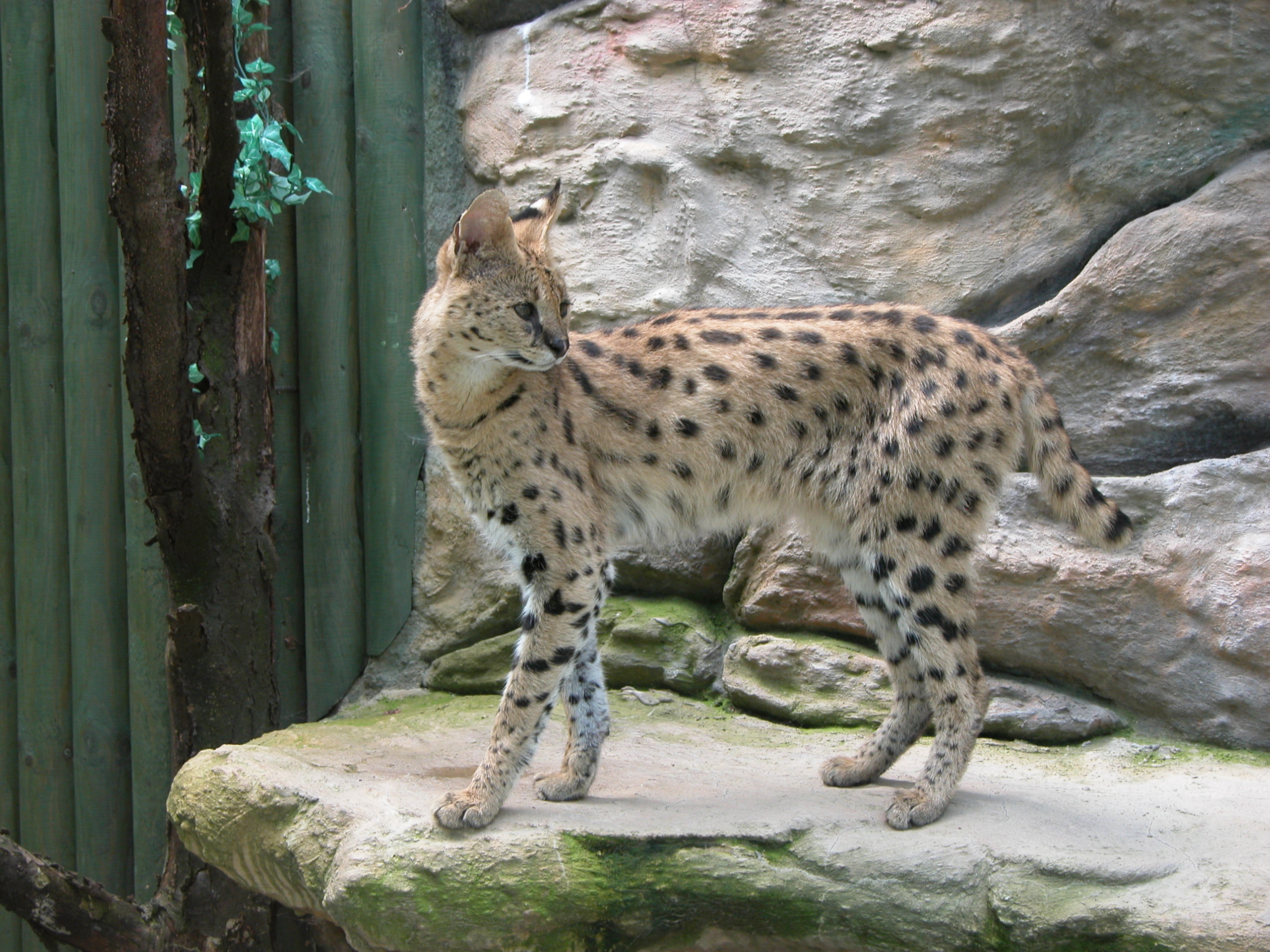 lynx cat zoo pelt animal