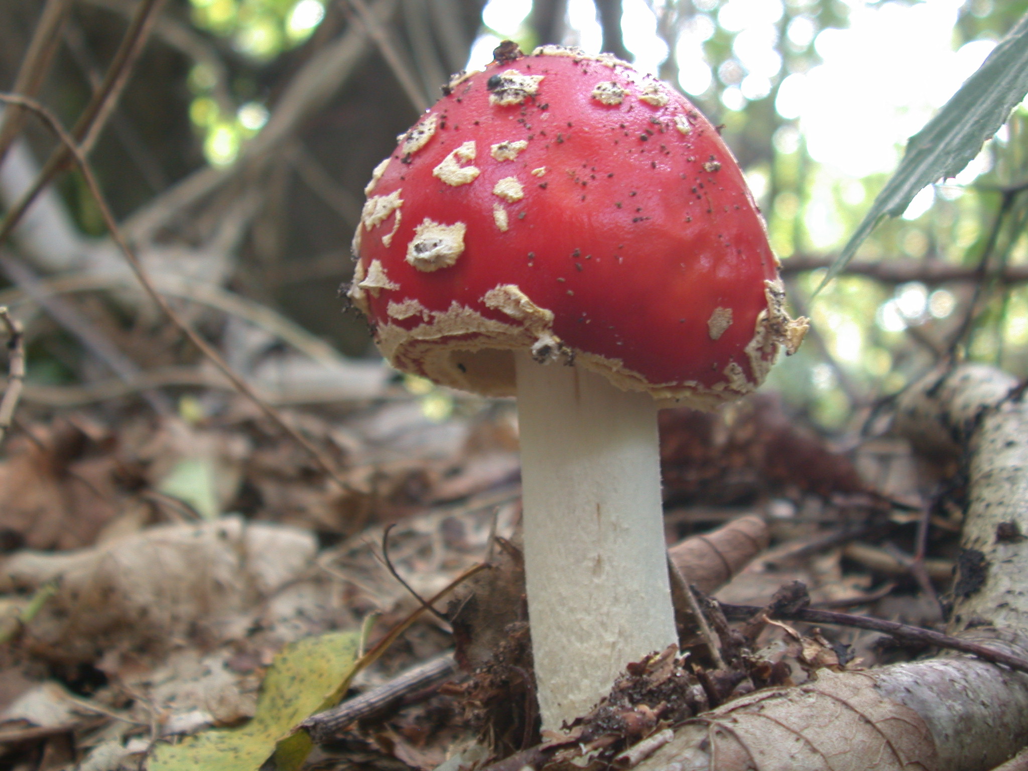 mushroom shroom red tip and white stem fungus fungi