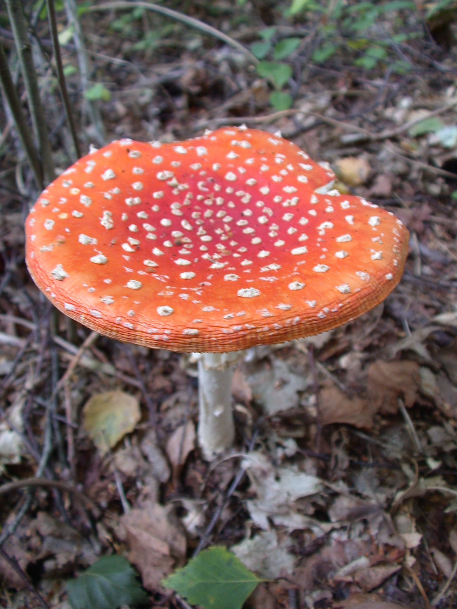 nature plants mushroom flyagaric toadstool fungus