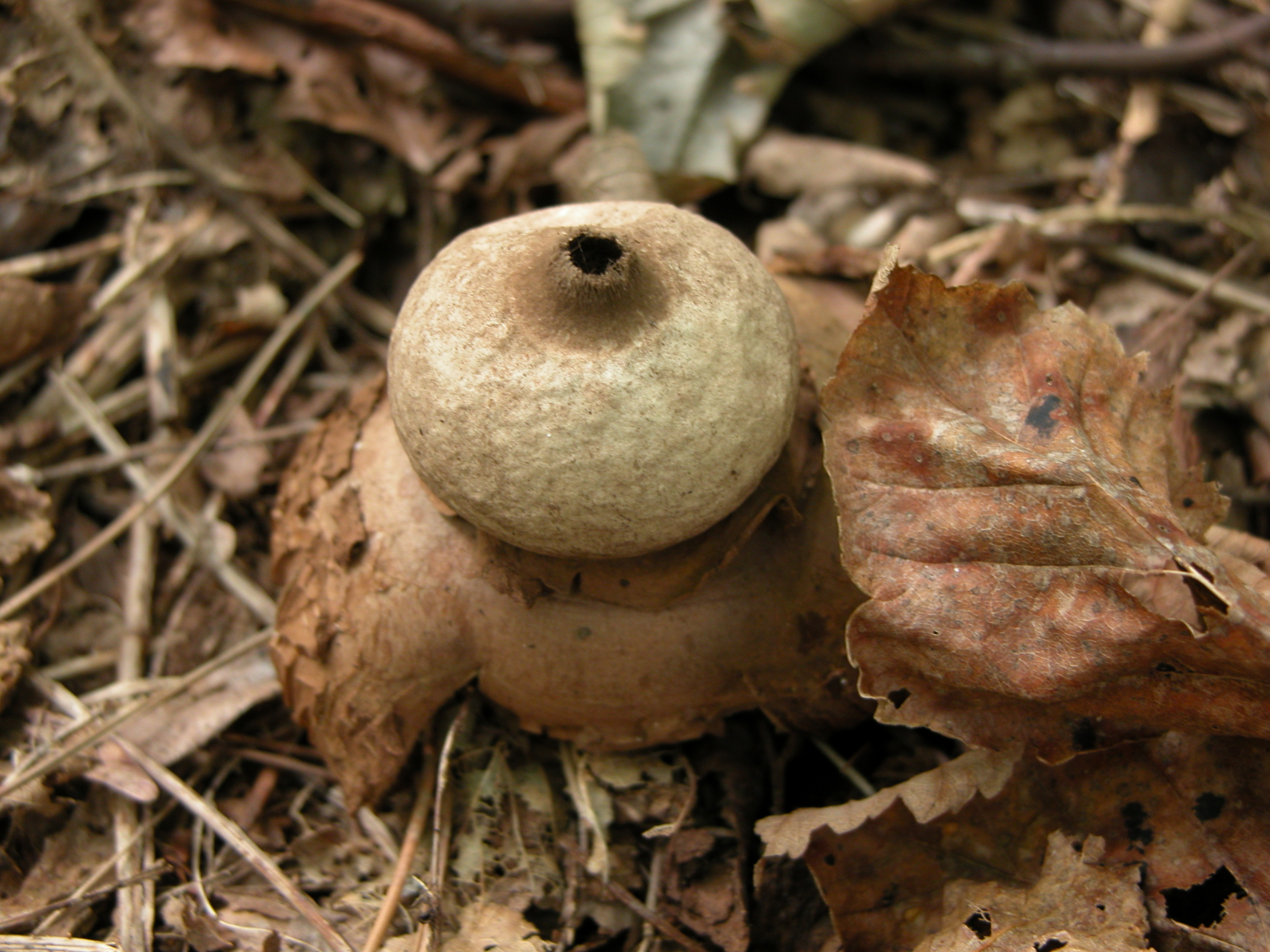 mushroom toadstool forest